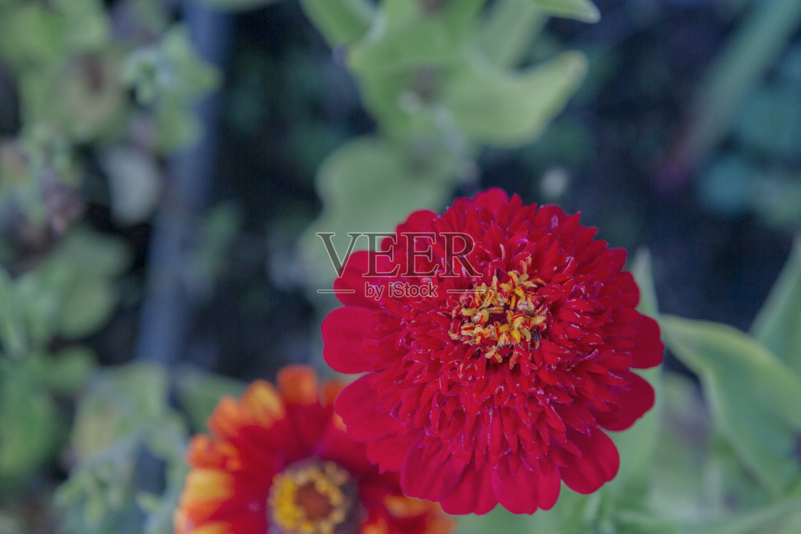 灿烂美丽的花园鲜花盛开在夏天的街道上照片摄影图片