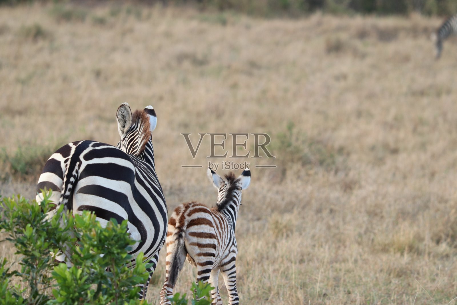 斑马妈妈和幼崽，马赛马拉国家公园，肯尼亚。照片摄影图片