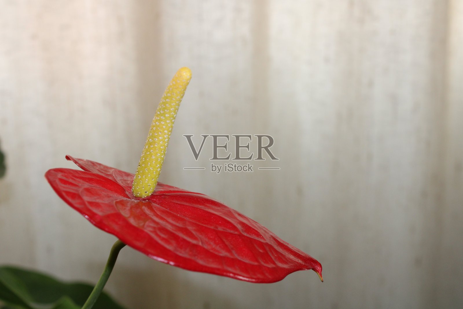 图像为背景使用孤立的红掌花照片摄影图片