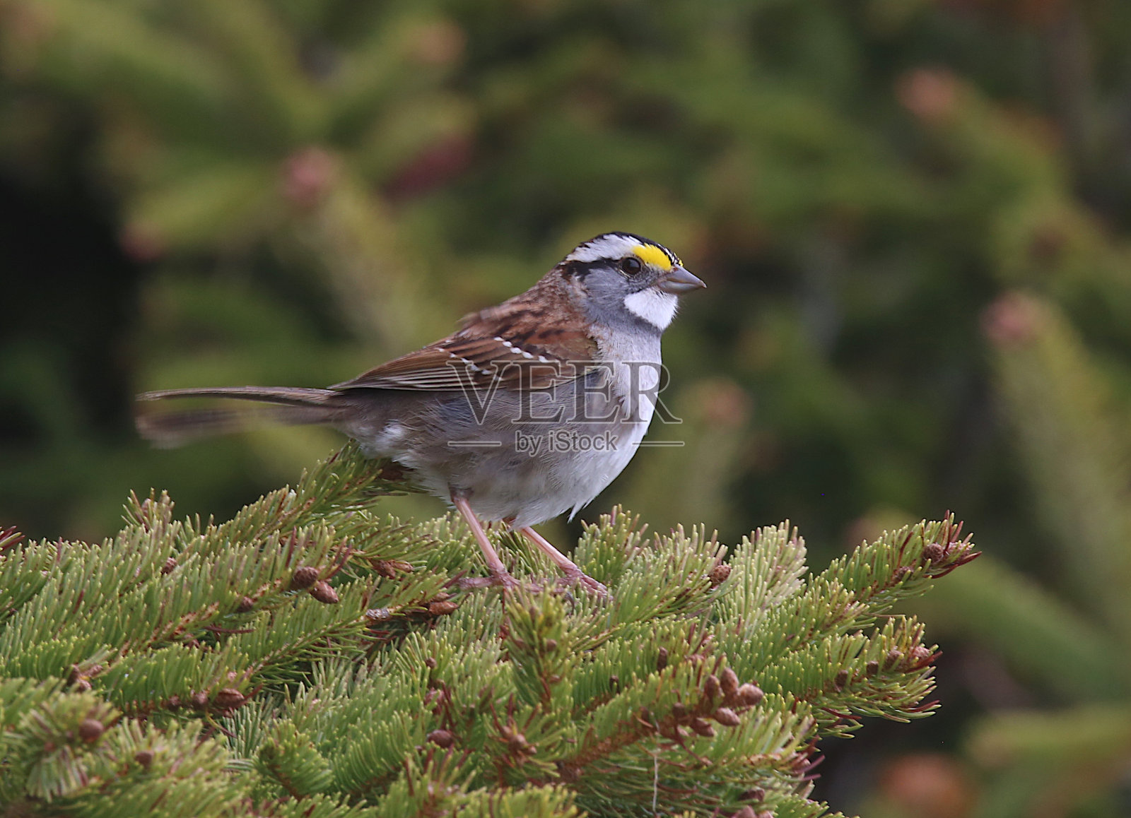White-throated麻雀照片摄影图片