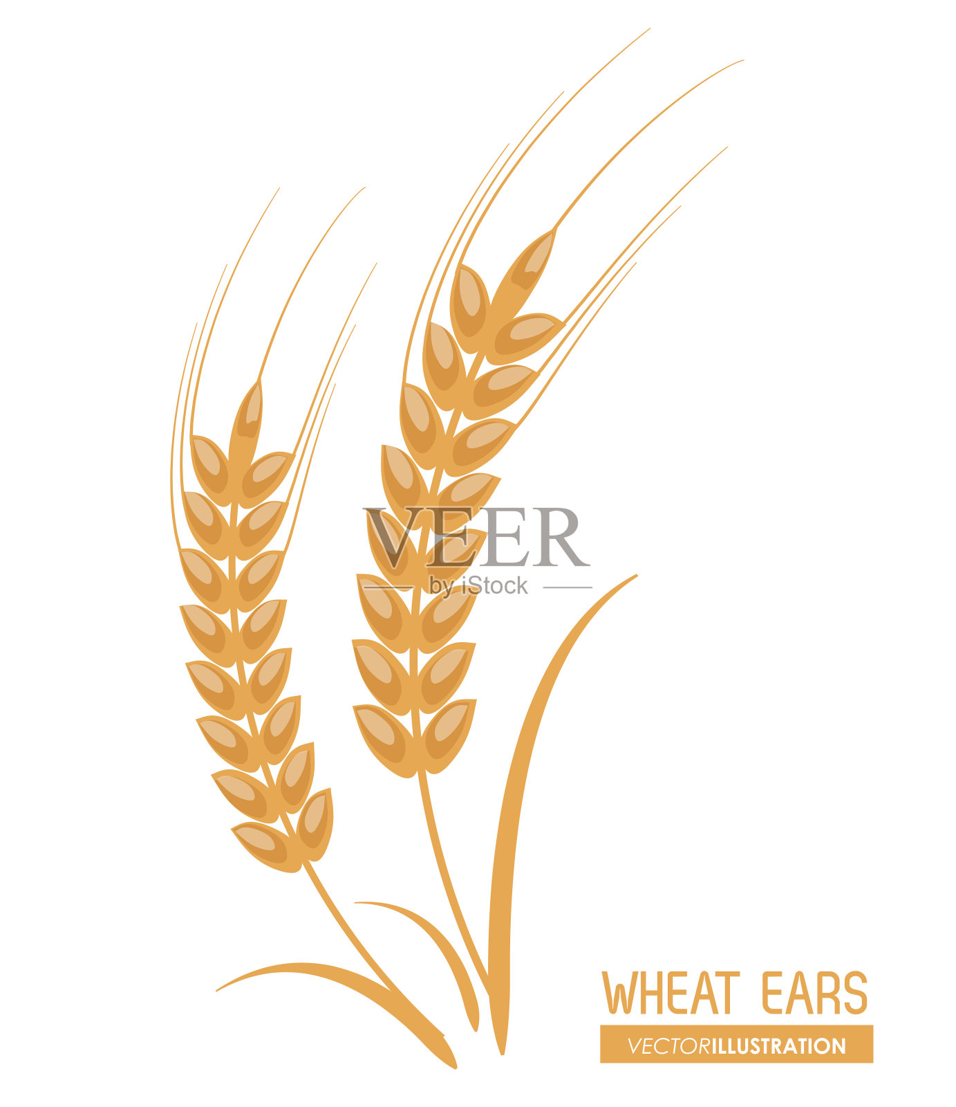 麦穗设计，农业与农业概念插画图片素材