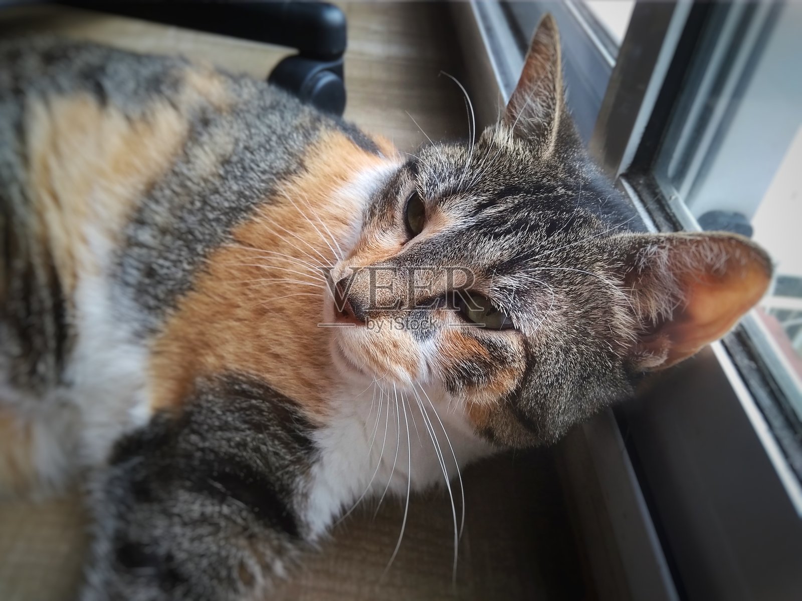 猫休息照片摄影图片