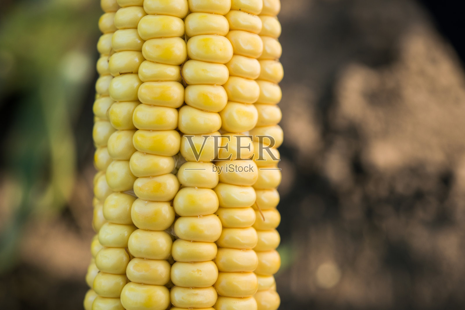 田野里新鲜玉米的特写照片摄影图片