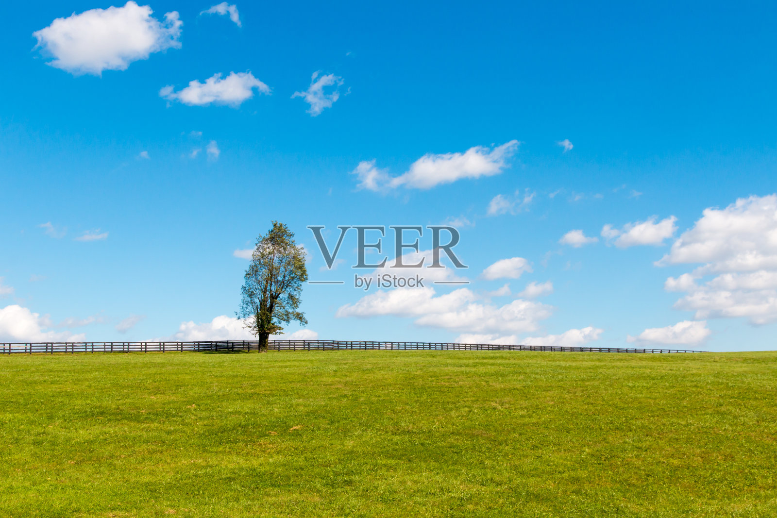 绿油油的牧场上孤零零的一棵树。国家风景。照片摄影图片