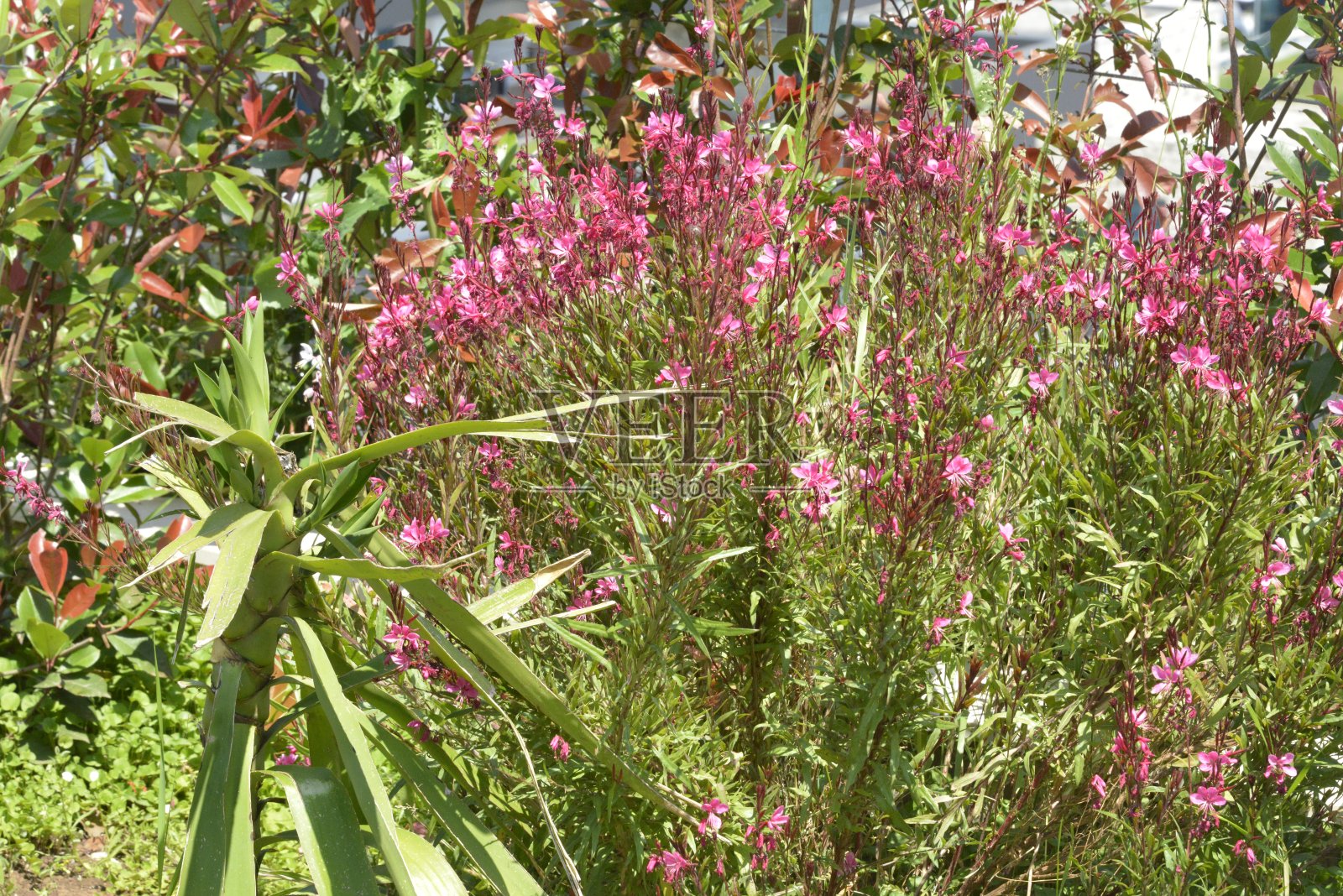 海边公园里的杂草照片摄影图片