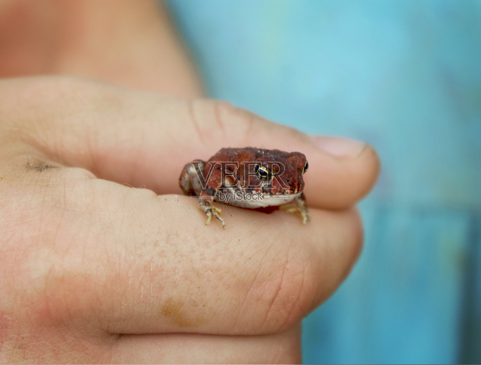 蟾蜍在手里照片摄影图片