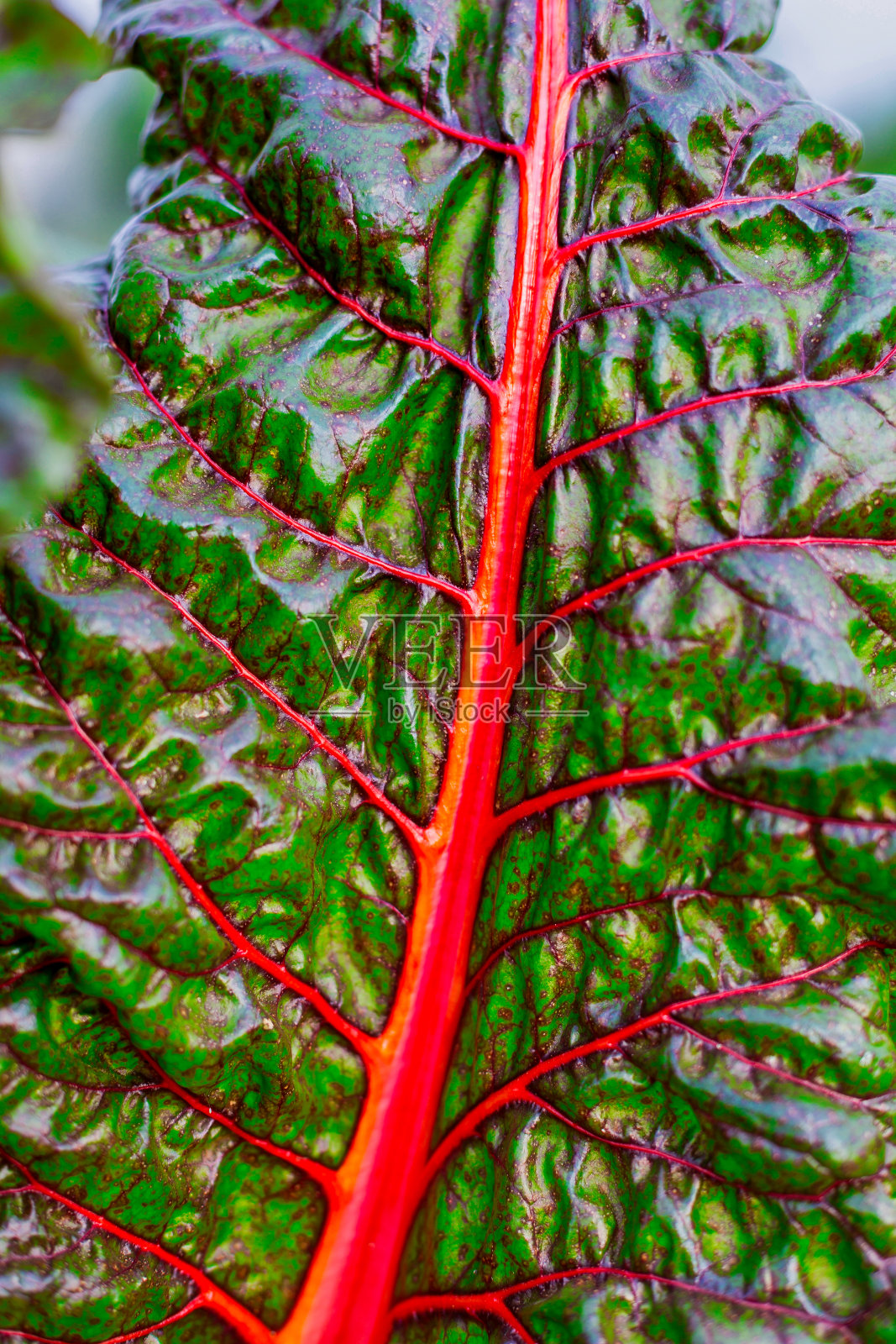 美丽的甜菜叶照片摄影图片