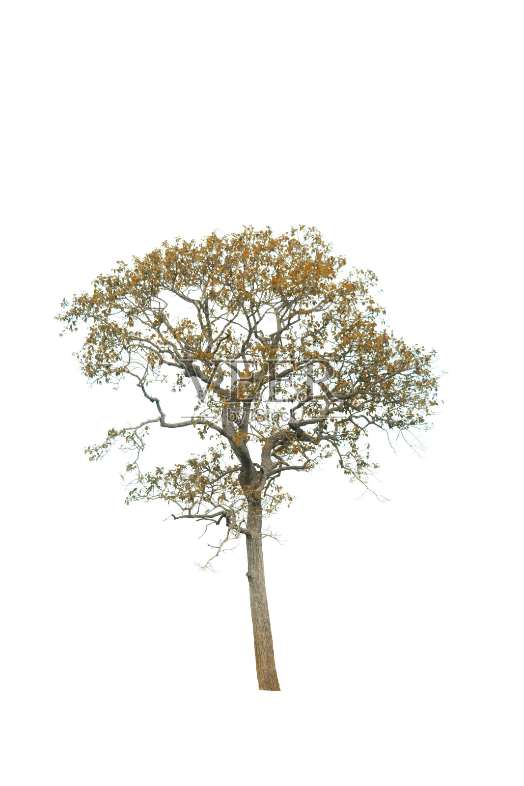 在白色的背景上，褐色的树在夏天有树枝和黄叶照片摄影图片