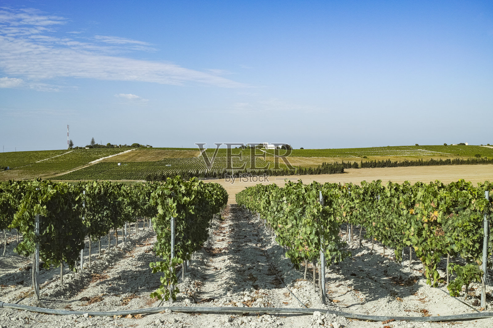 西班牙安达卢西亚的葡萄园，甜pedro ximenes或麝香葡萄，或帕洛米诺葡萄，用于生产赫雷斯，雪利甜和干葡萄酒照片摄影图片