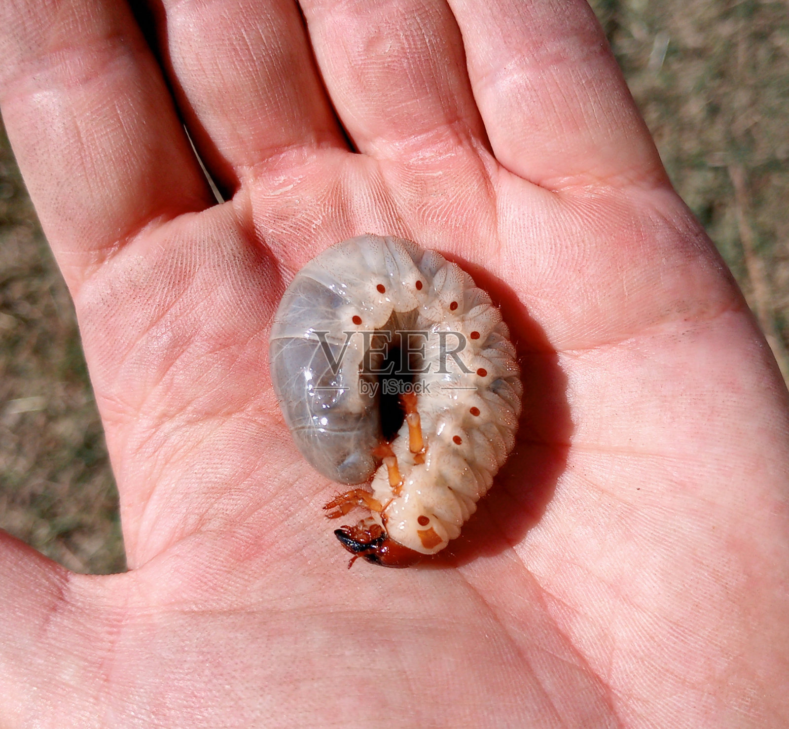 犀牛甲虫，人手里的犀牛甲虫幼虫。大甲虫幼虫照片摄影图片