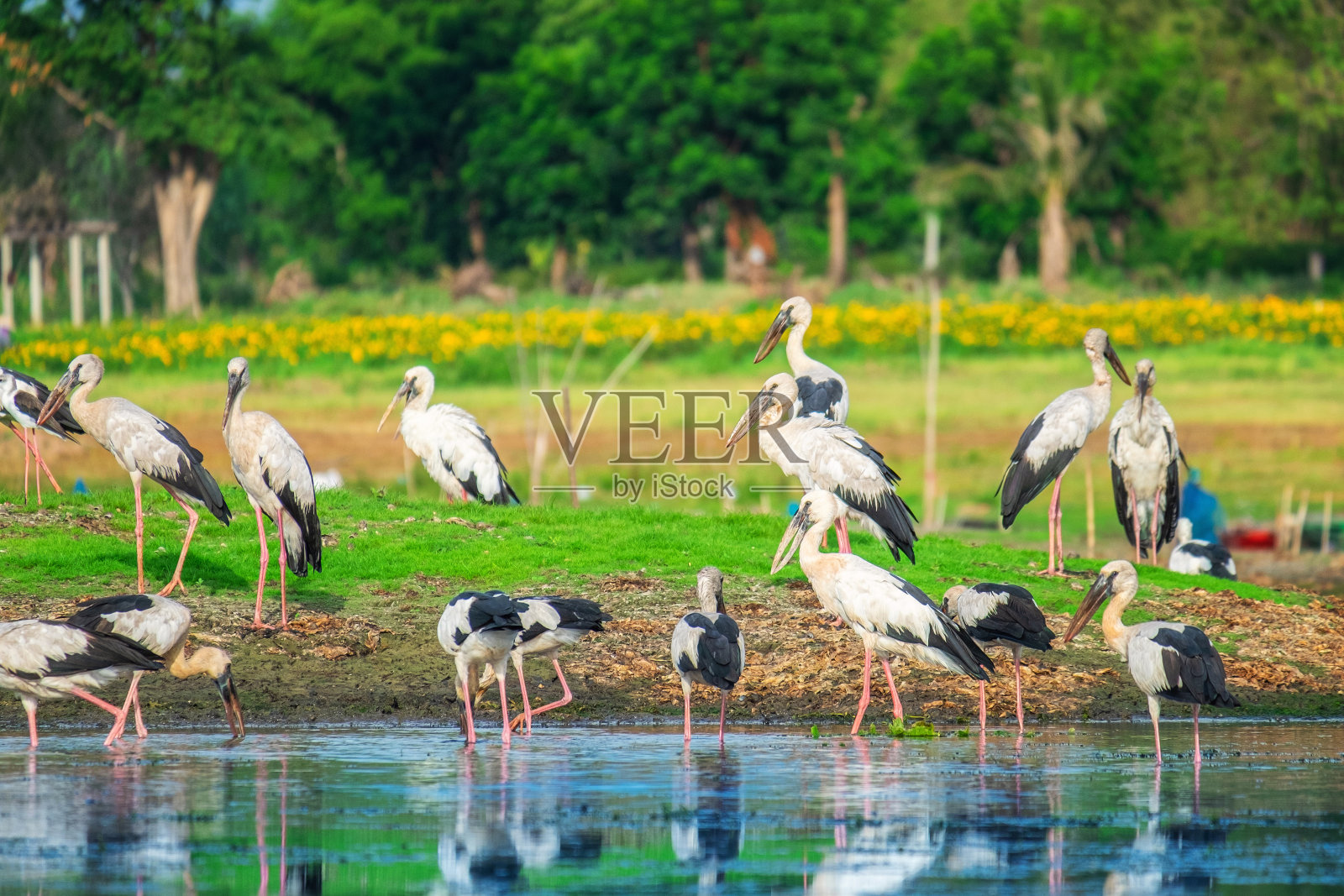 鹤是泰国湖上的一种大鸟。照片摄影图片