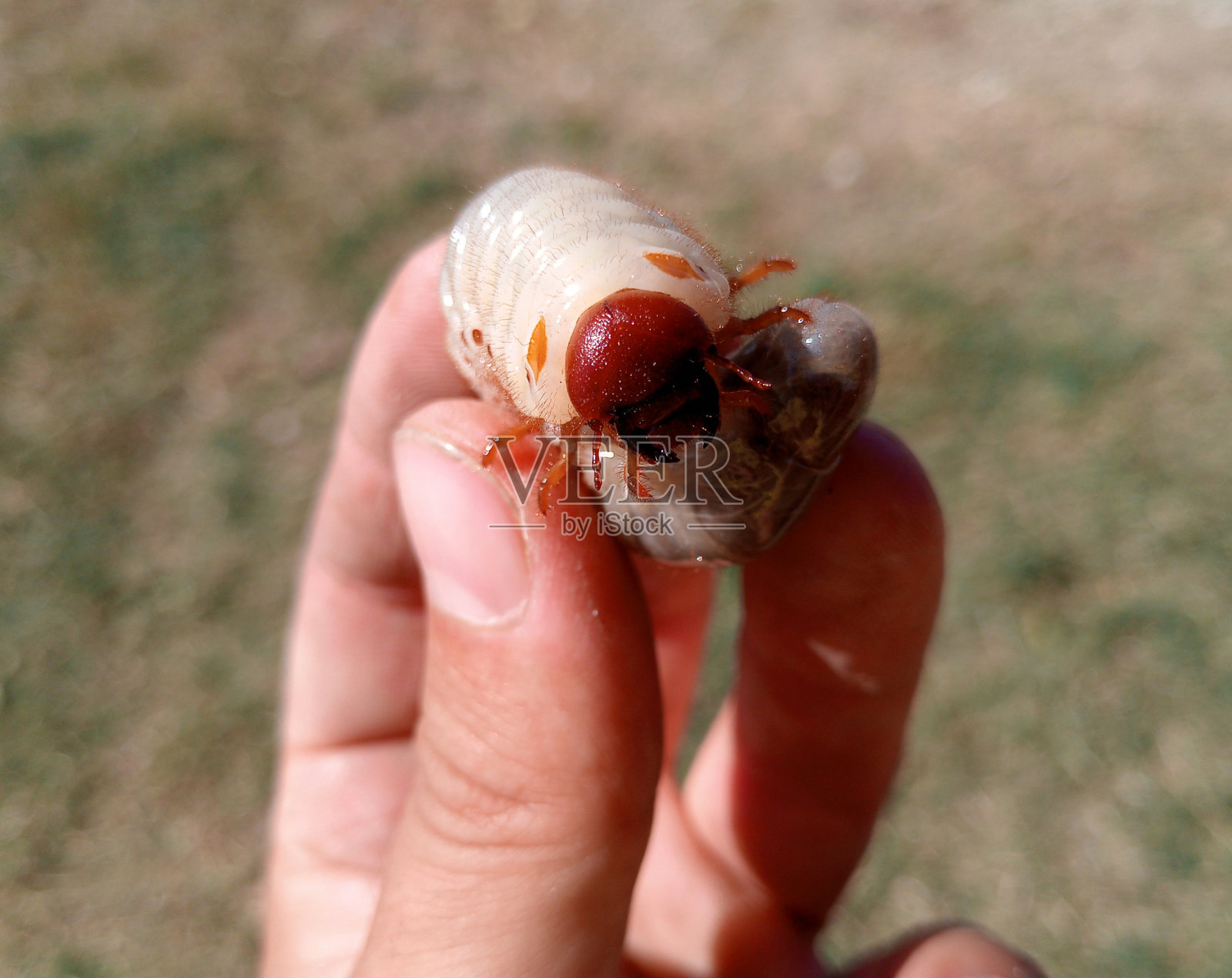 犀牛甲虫，人手里的犀牛甲虫幼虫。大甲虫幼虫照片摄影图片