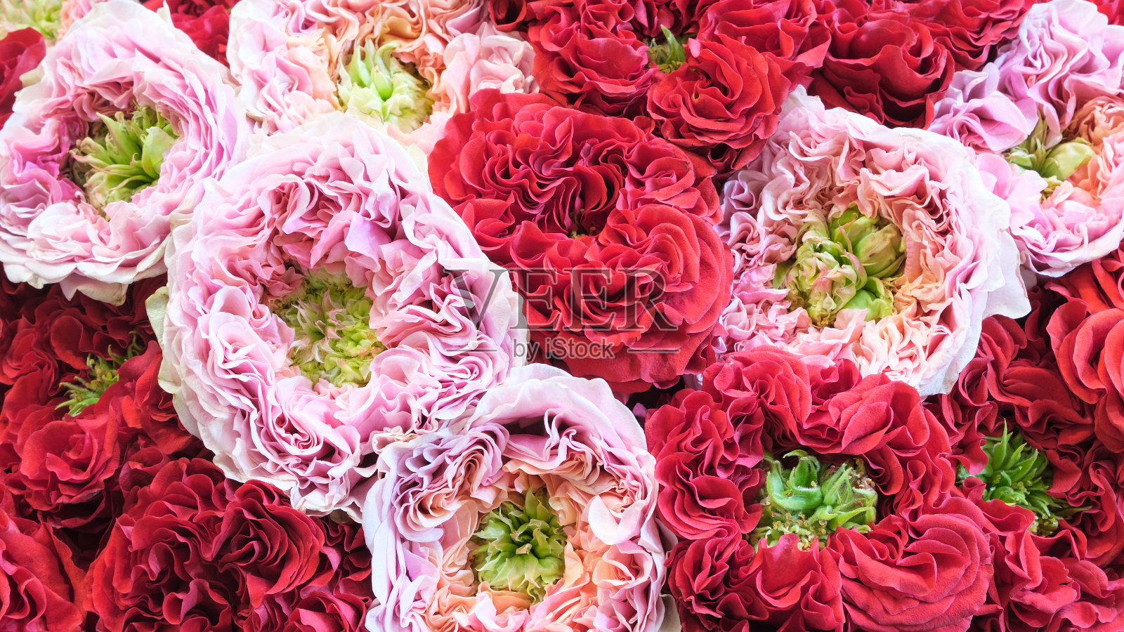 红色和白色粉彩玫瑰的特写照片摄影图片