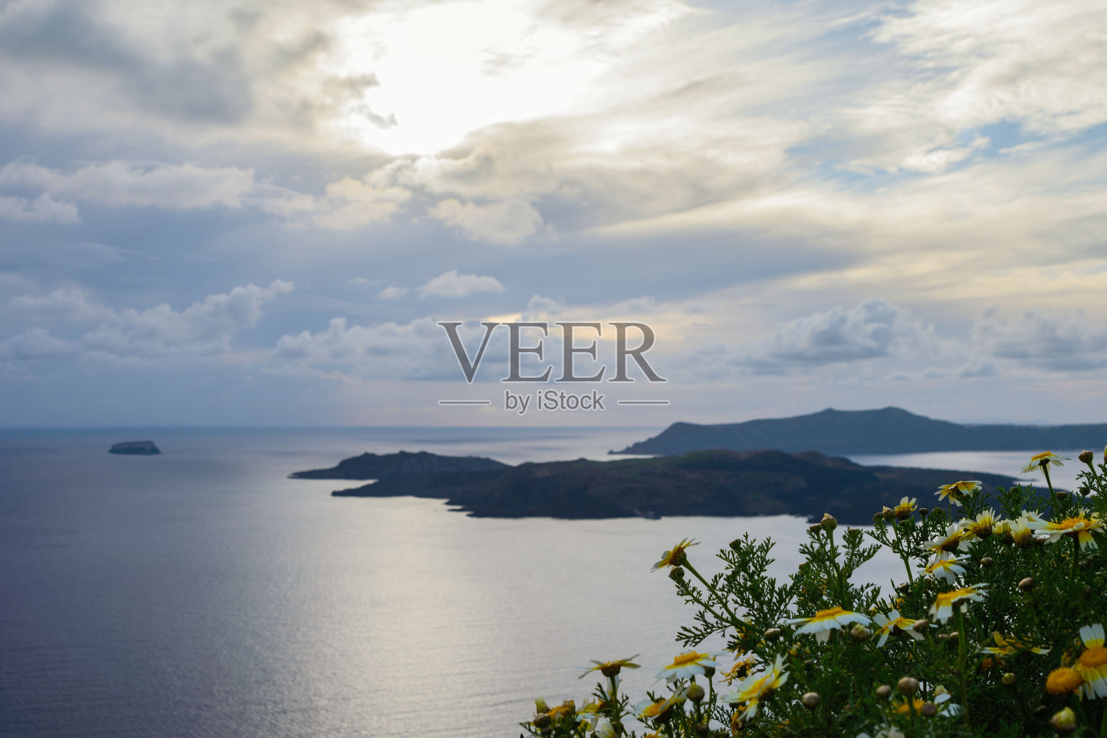 大海背景上的野生白色雏菊。希腊圣托里尼岛的日落。去欧洲风景如画的地方旅游。位于爱琴海的基克拉迪群岛。照片摄影图片