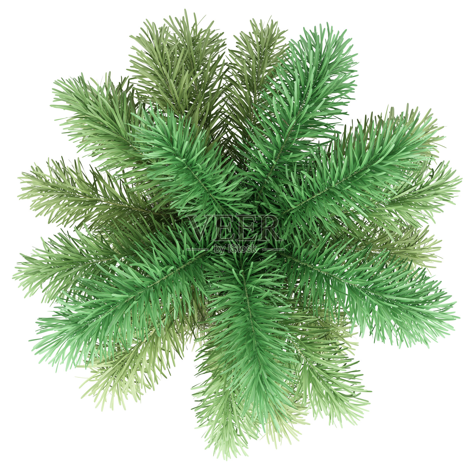 在白色背景上孤立的狐尾棕榈树。俯视图照片摄影图片