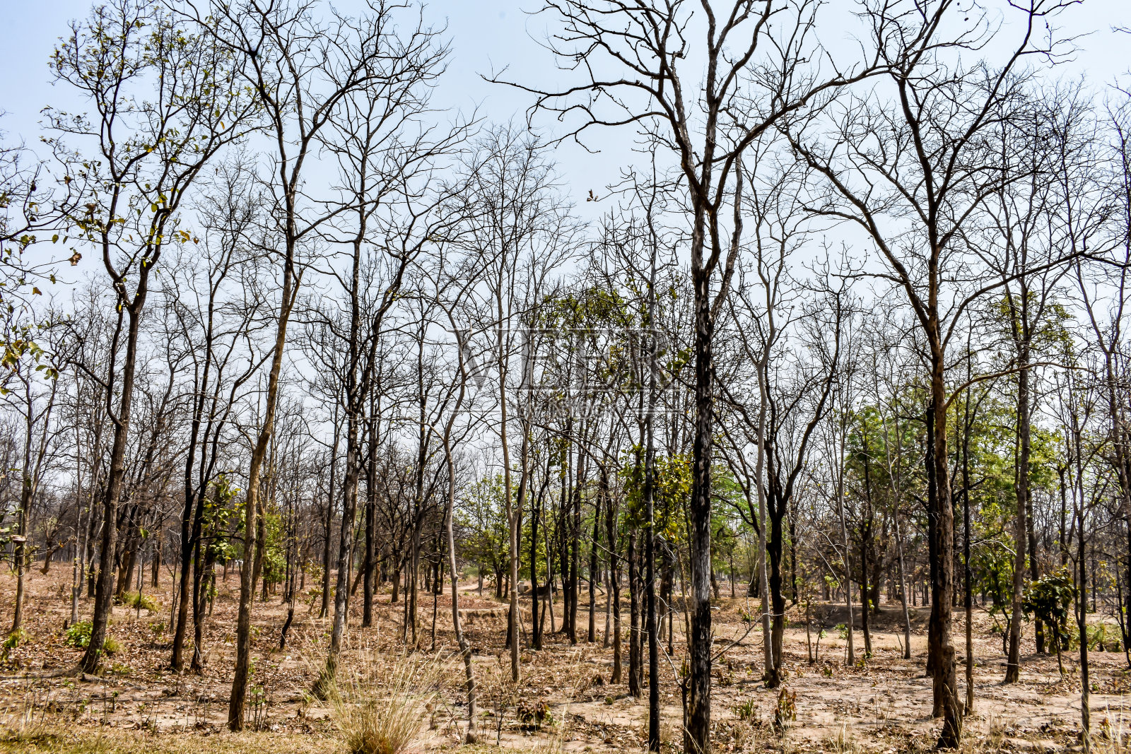 干林、混交林。在印度的旱季。照片摄影图片