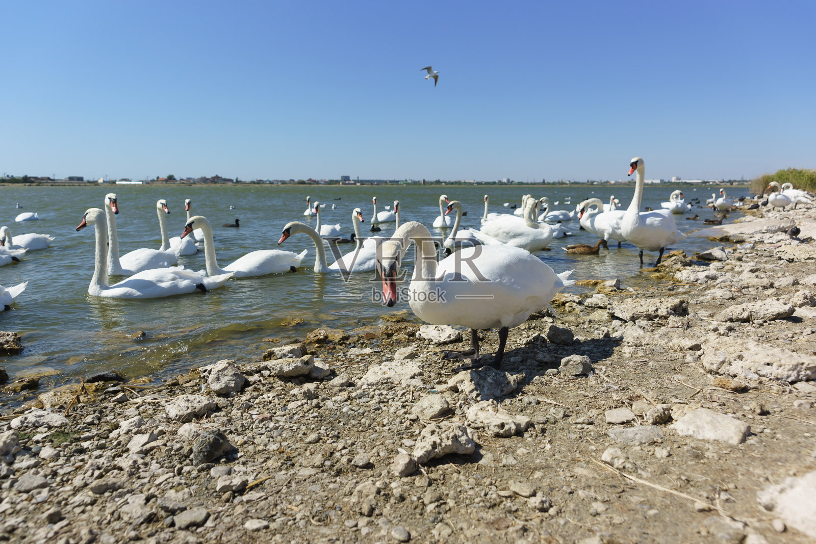 许多水禽:白骨鸡，或lyska (lat。沉默的天鹅(lat。天鹅色)和银鸥(纬度。Larus argentatus)在Sasyk-Sivash湖上照片摄影图片