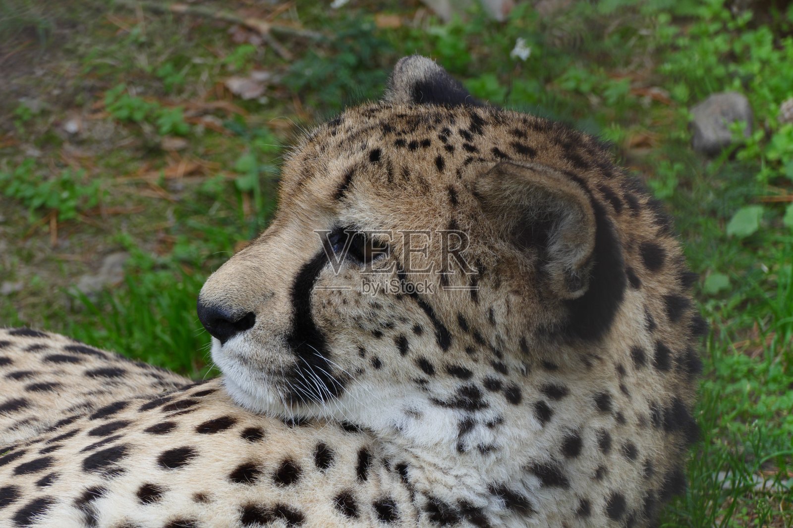 漂亮的雌卧猎豹画像照片摄影图片