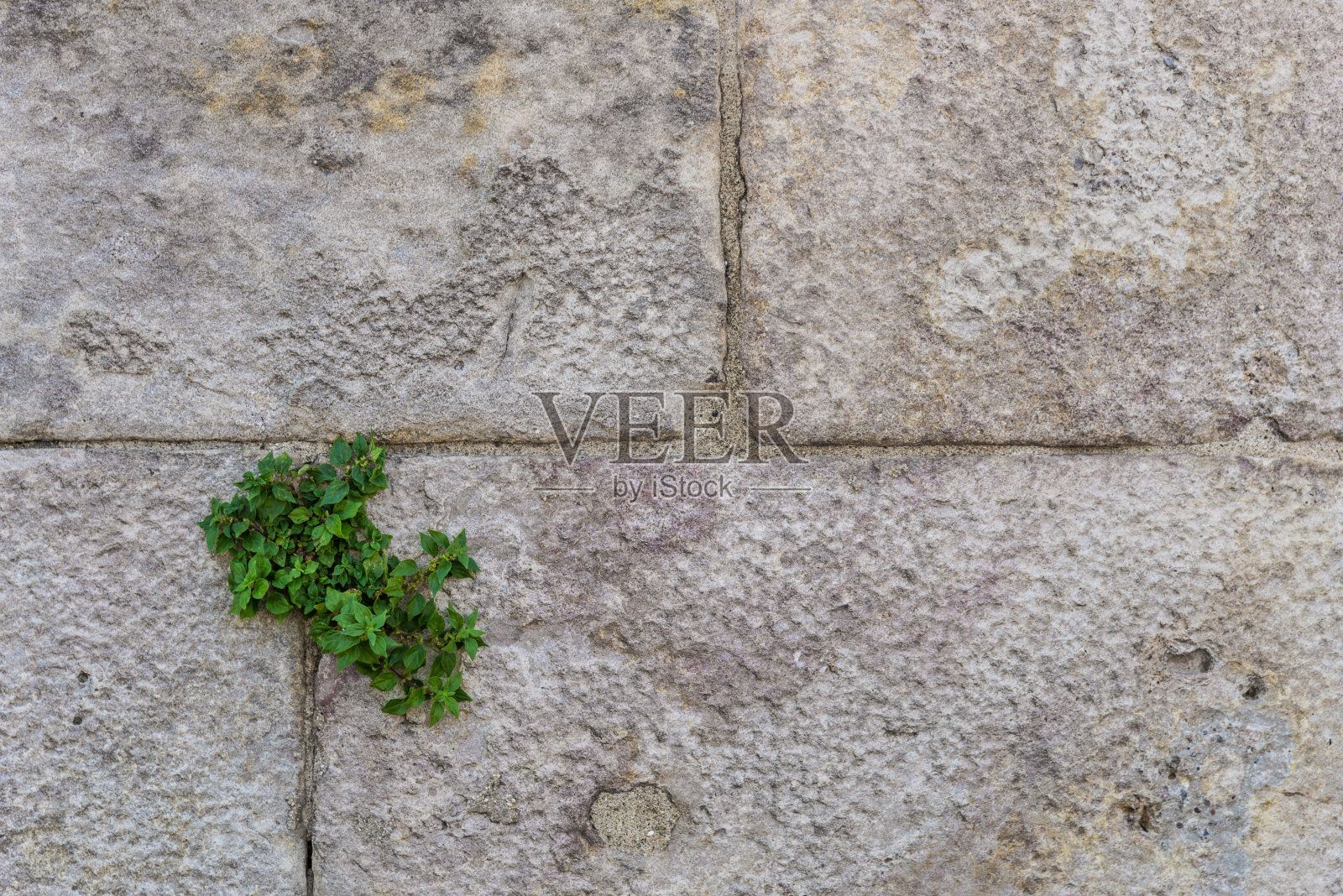 自然花卉抽象背景的旧墙与绿色植物和copyspace照片摄影图片