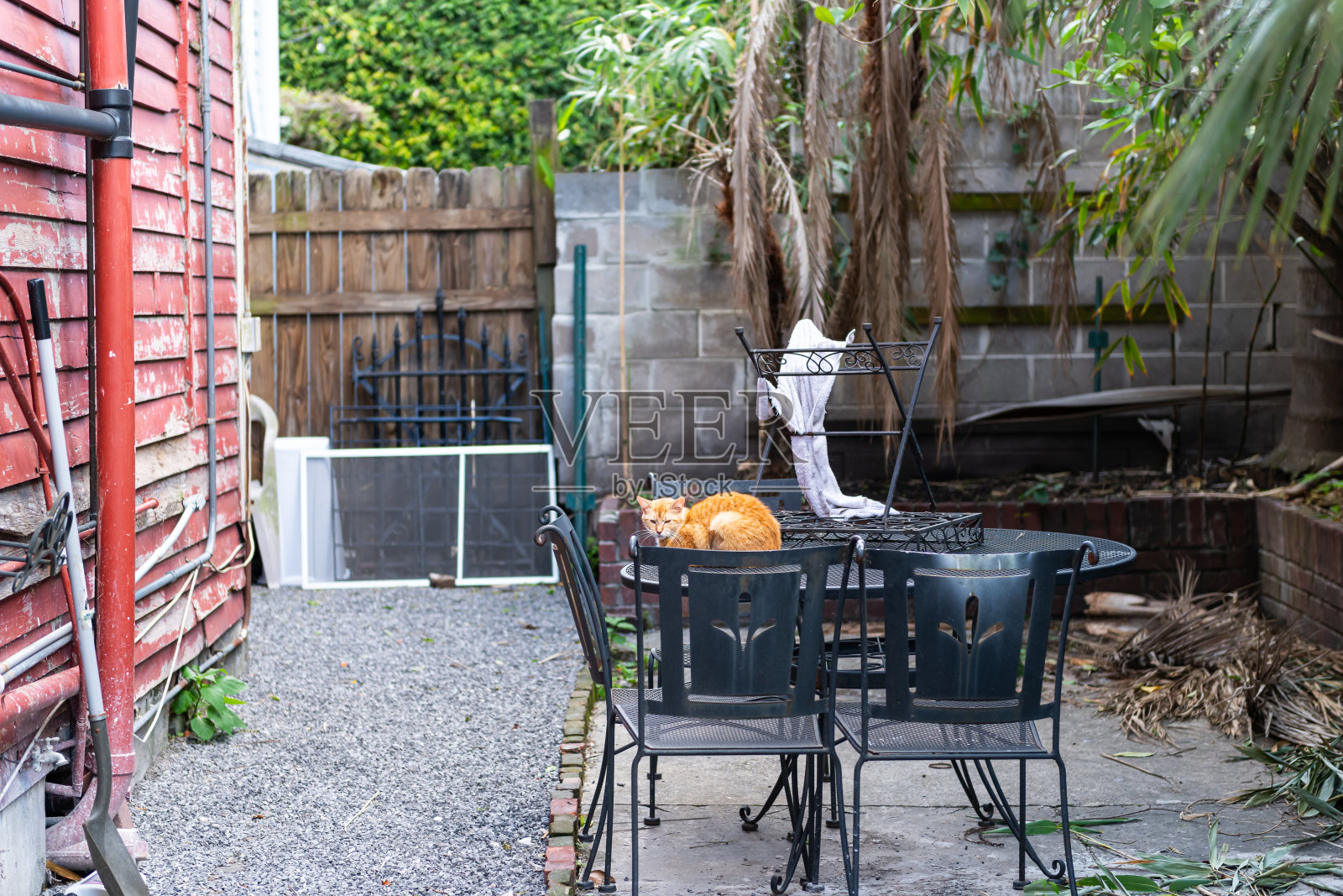 路易斯安那州新奥尔良市，一只饥饿的虎斑橙色姜黄色猫蜷缩在冰冷的金属餐桌上照片摄影图片