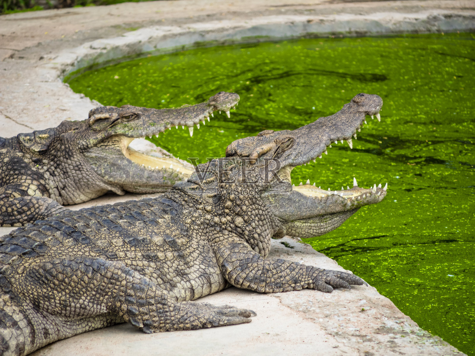 鳄鱼生活在沼泽地里。照片摄影图片