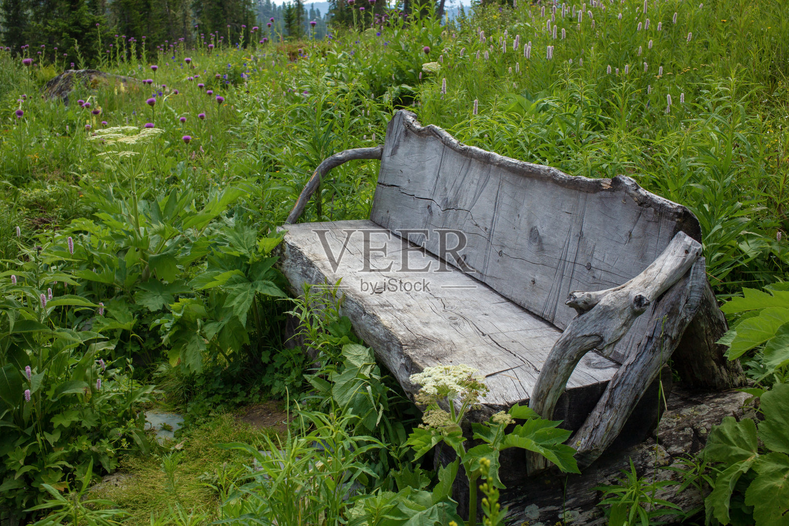 树林中的长椅照片摄影图片