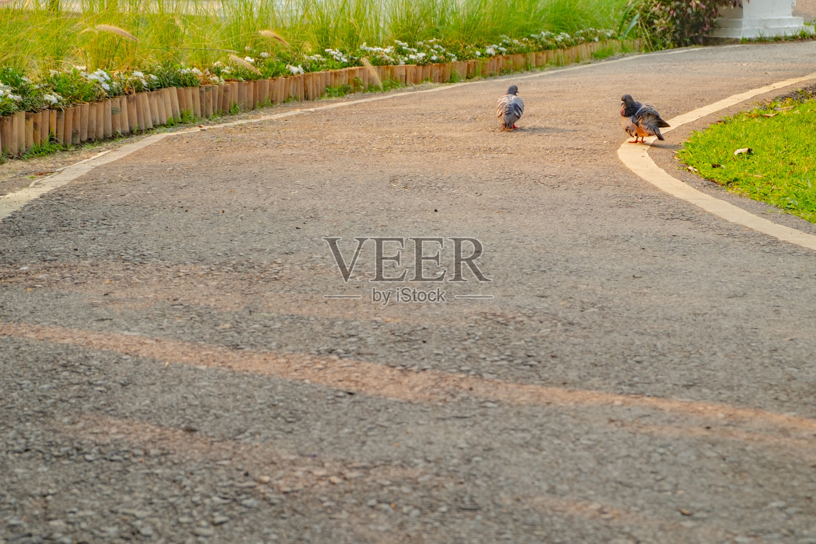 两只鸟(灰鸽子)像情侣一样住在一起照片摄影图片