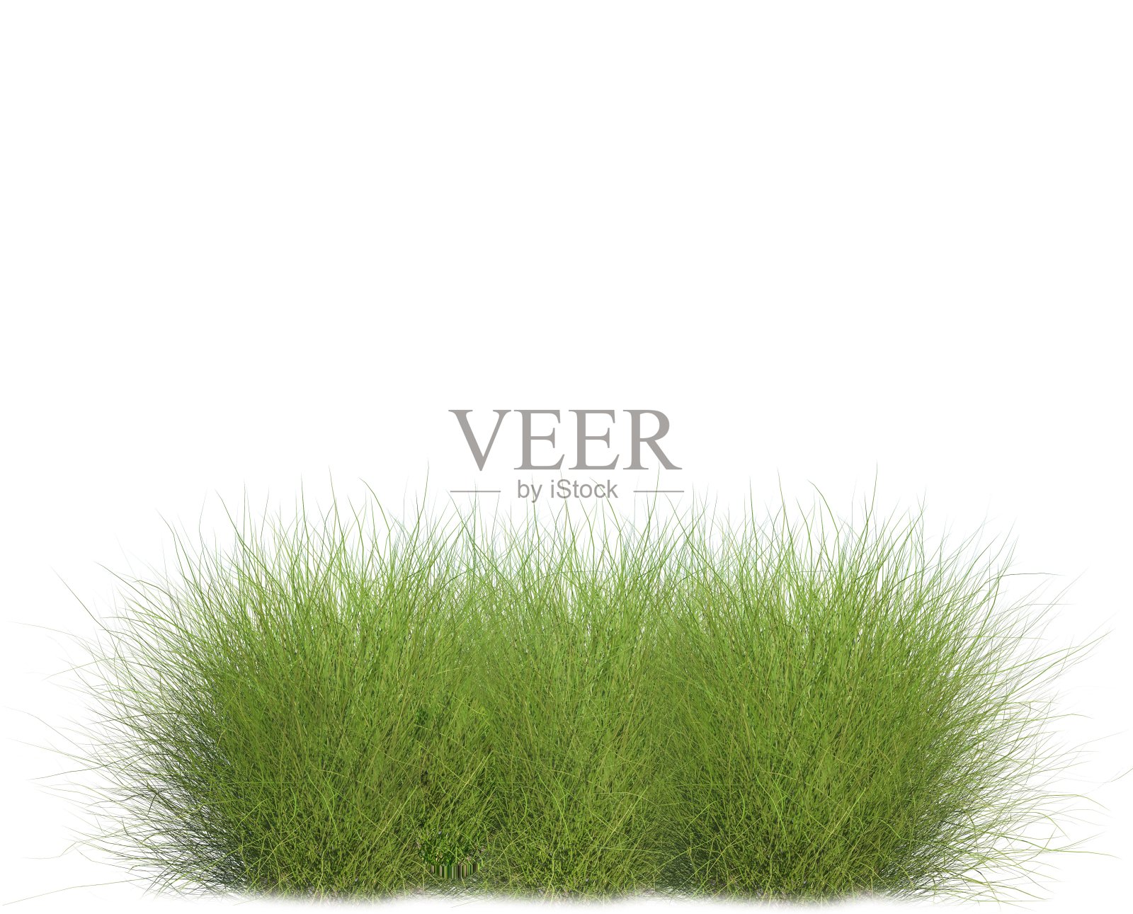 草地上白色的背景是绿色的草照片摄影图片