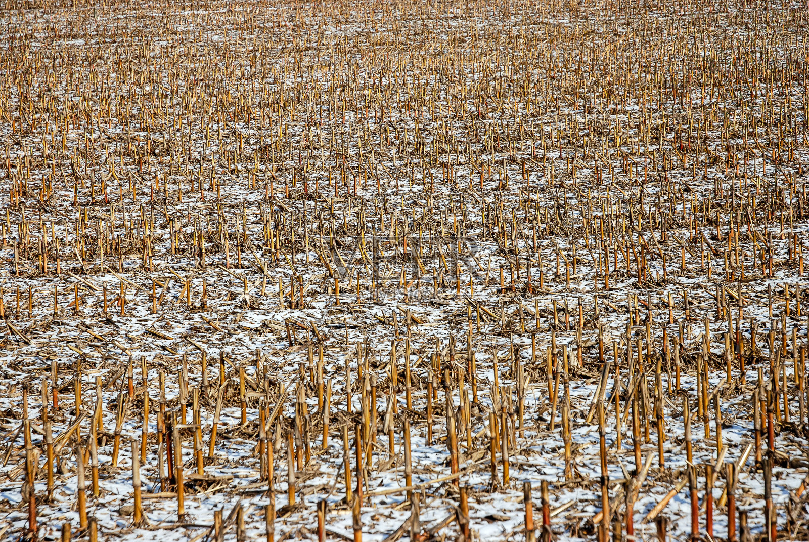 黑森林的冬天照片摄影图片