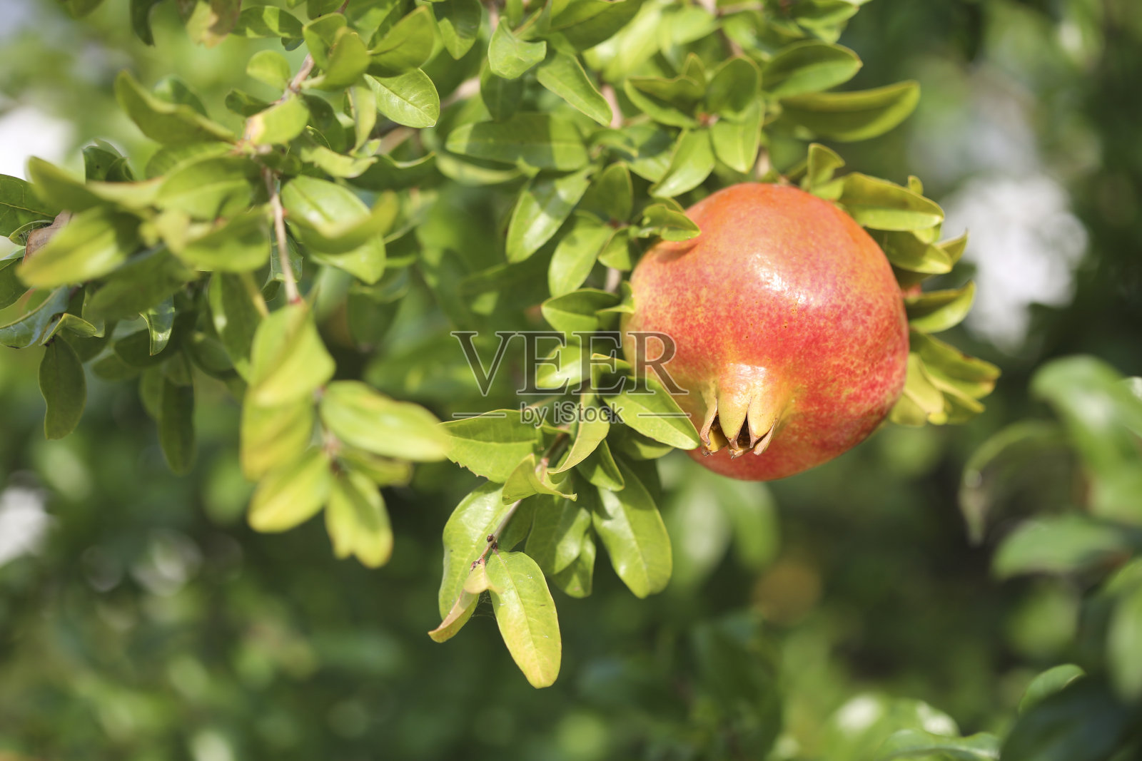 石榴树照片摄影图片