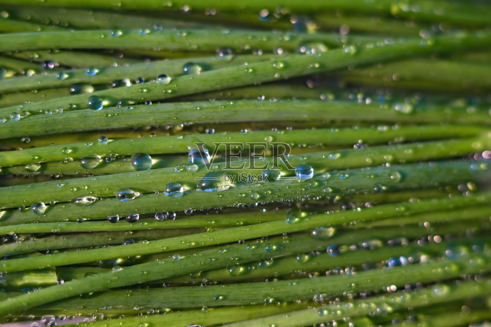 绿洋葱和水喷雾。新鲜的绿洋葱和美丽的水滴照片摄影图片