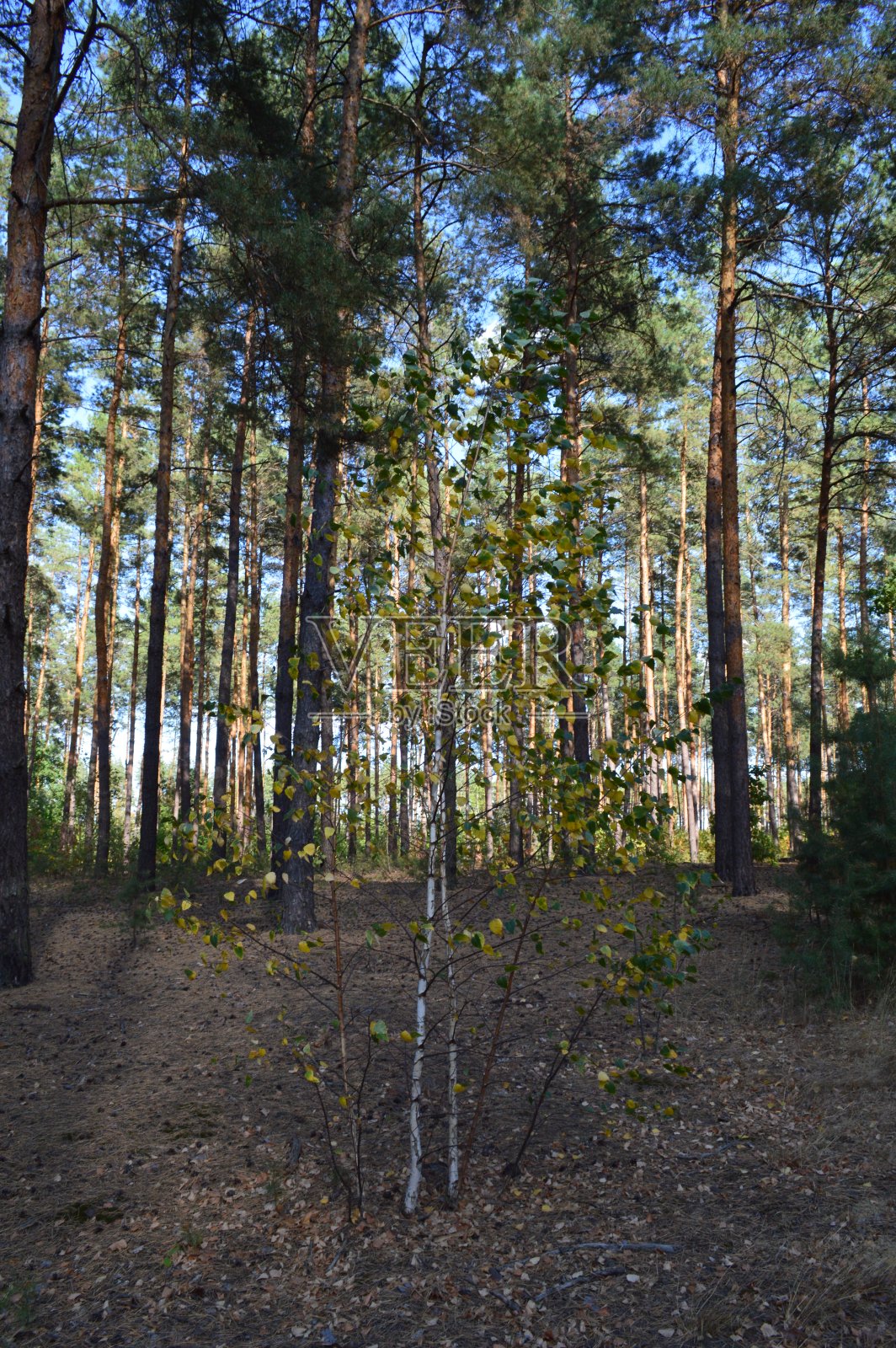 秋林中的植物和树木的纹理照片摄影图片