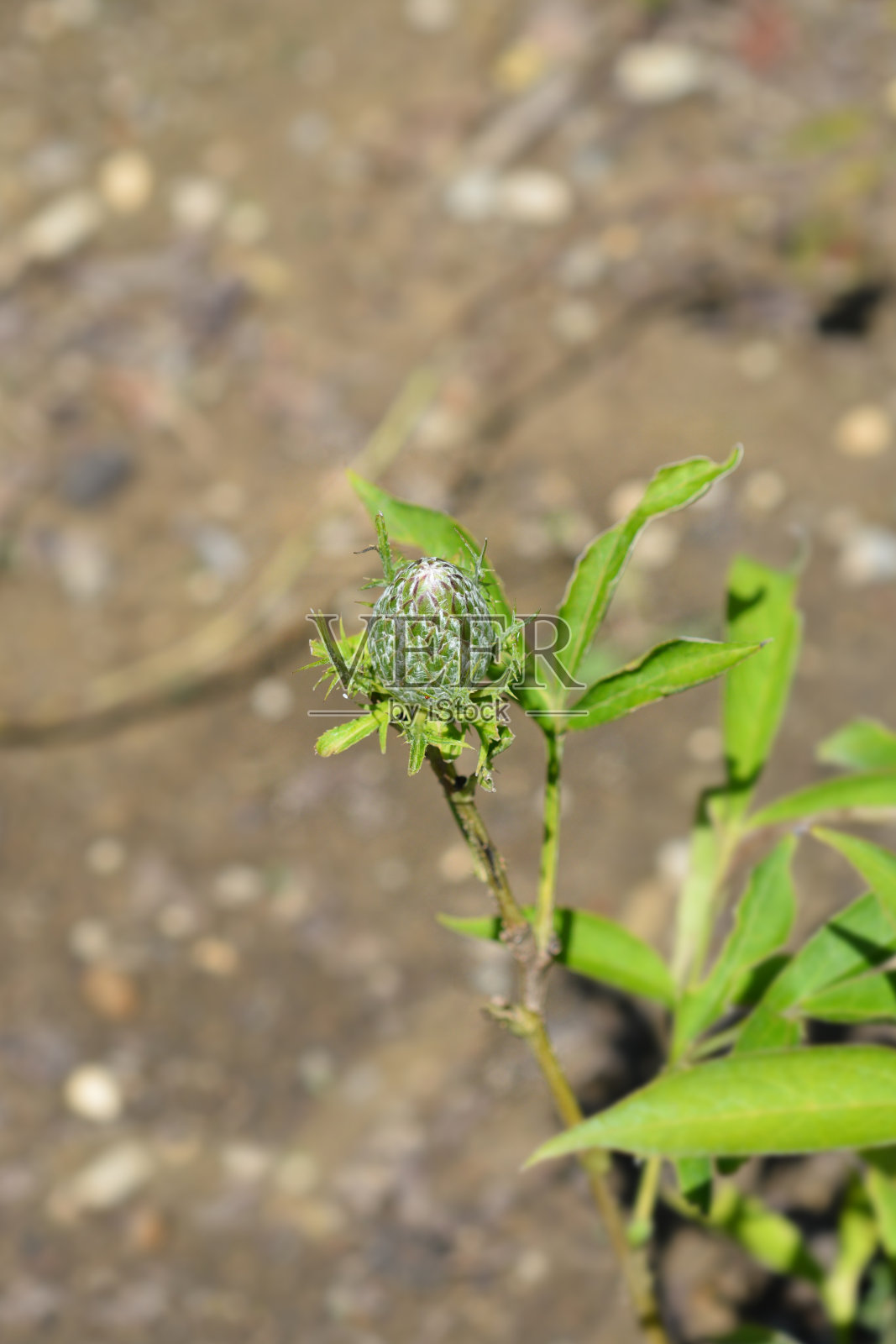 白珠照片摄影图片
