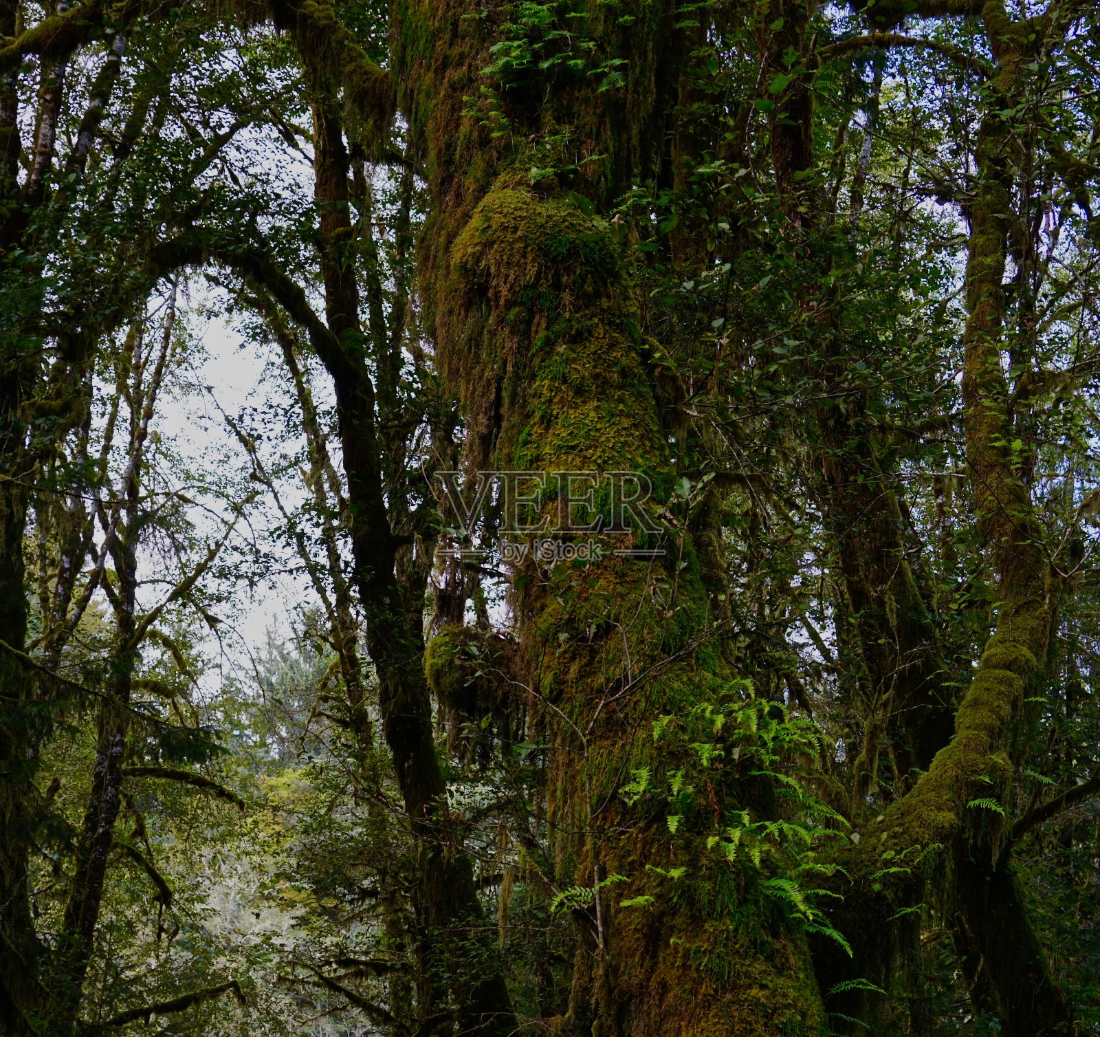 奎茨雨林照片摄影图片