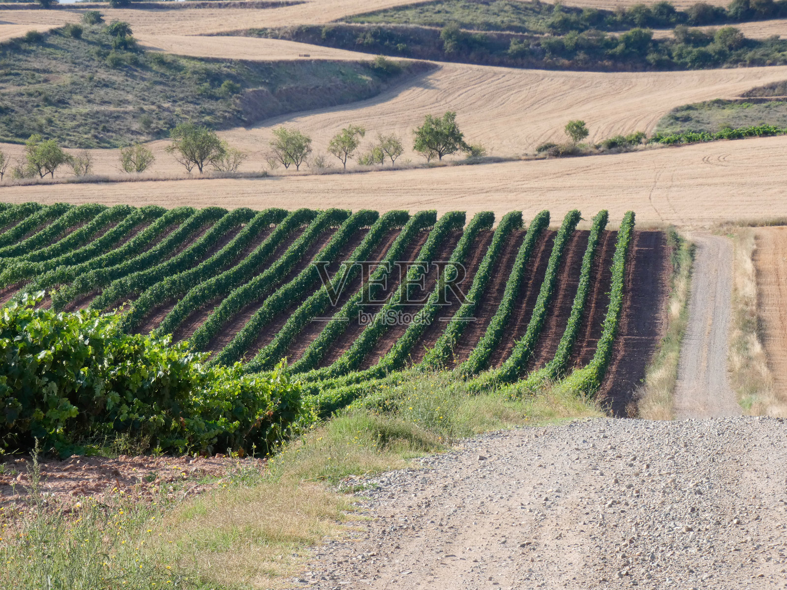 收获前的绿色葡萄园照片摄影图片