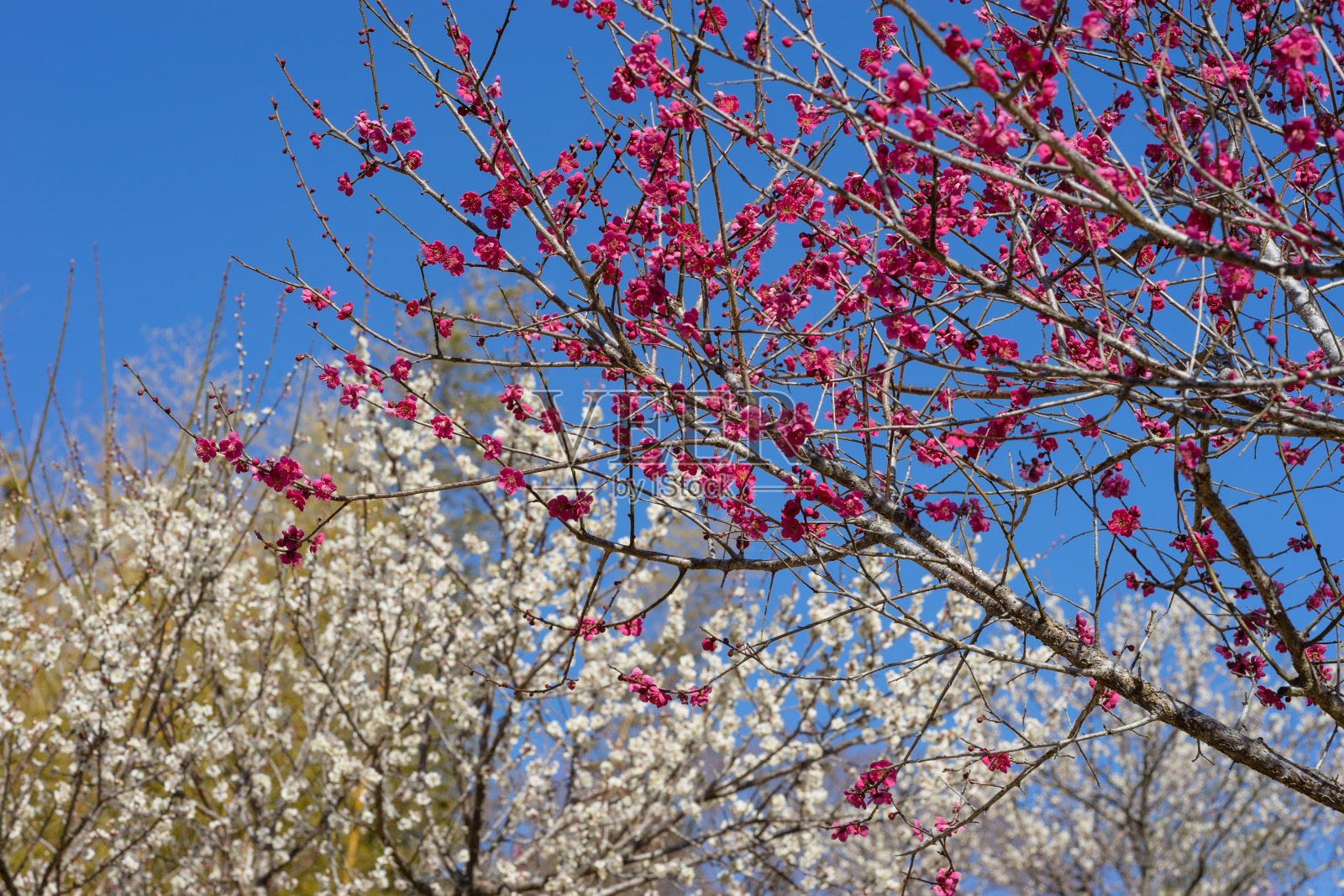 淑珍寺梅园梅树照片摄影图片
