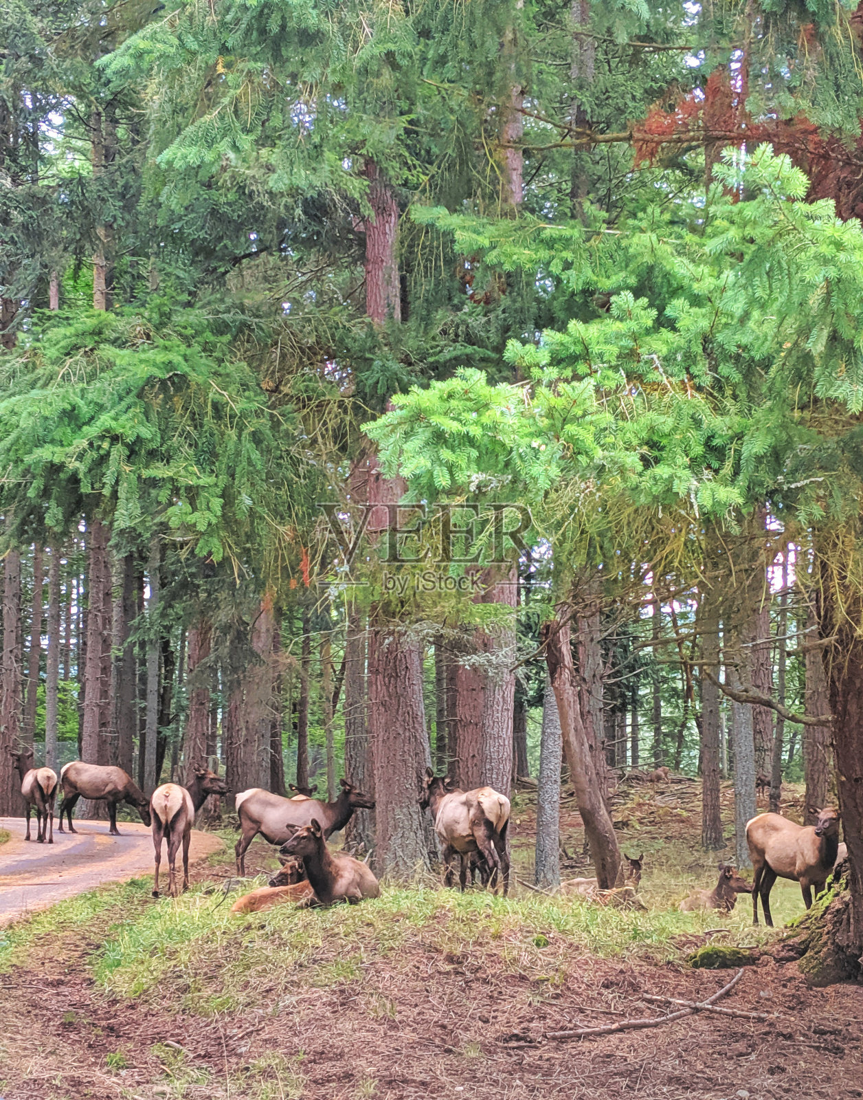埃尔克牧群照片摄影图片