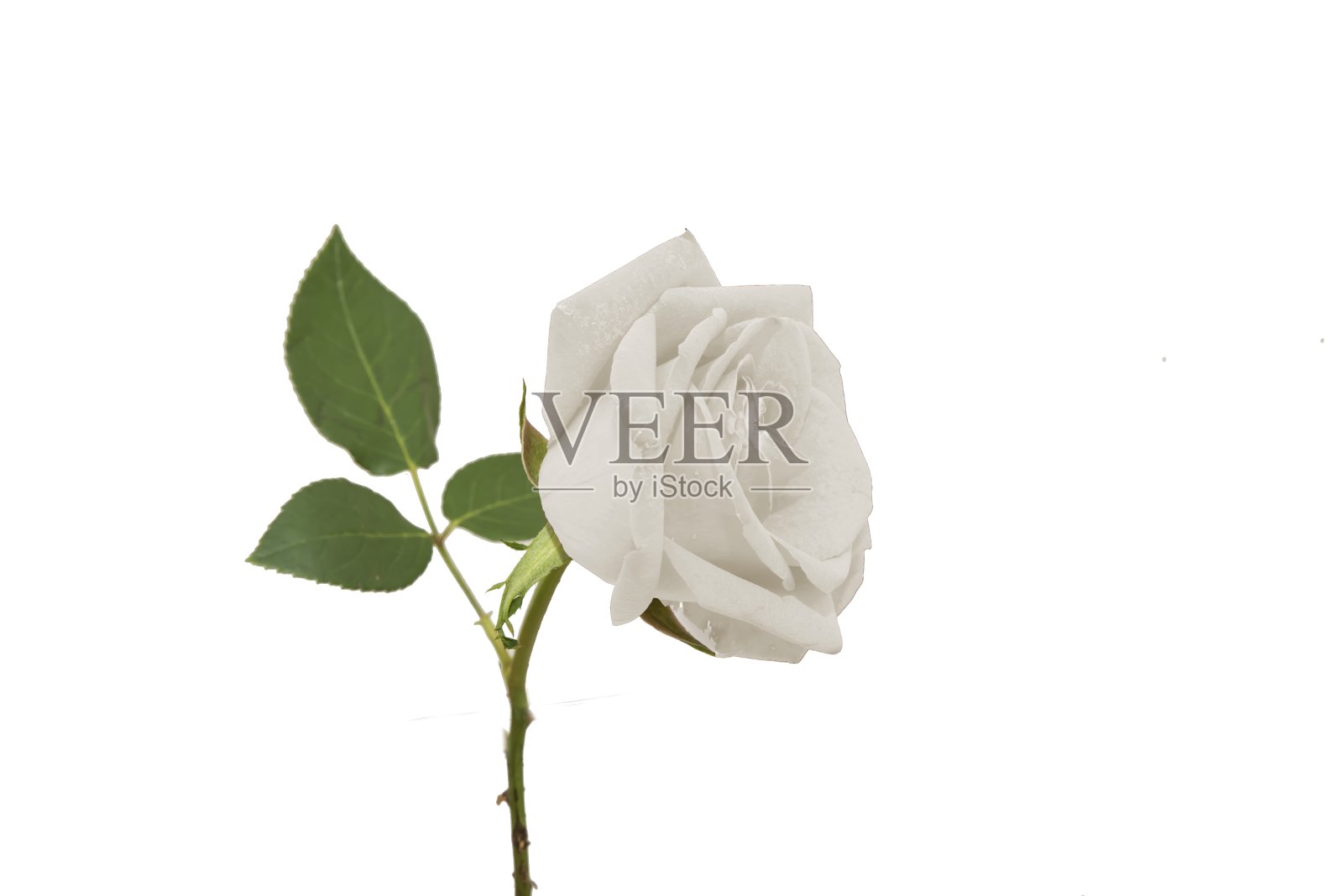 白色玫瑰浪漫的白色花为婚礼照片摄影图片