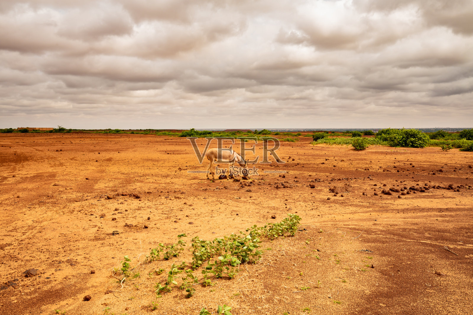 在尼日尔首都尼亚美外阴天下的萨赫勒高原上，驴在吃草。夏季雨季，零星的植被焕然一新的照片摄影图片