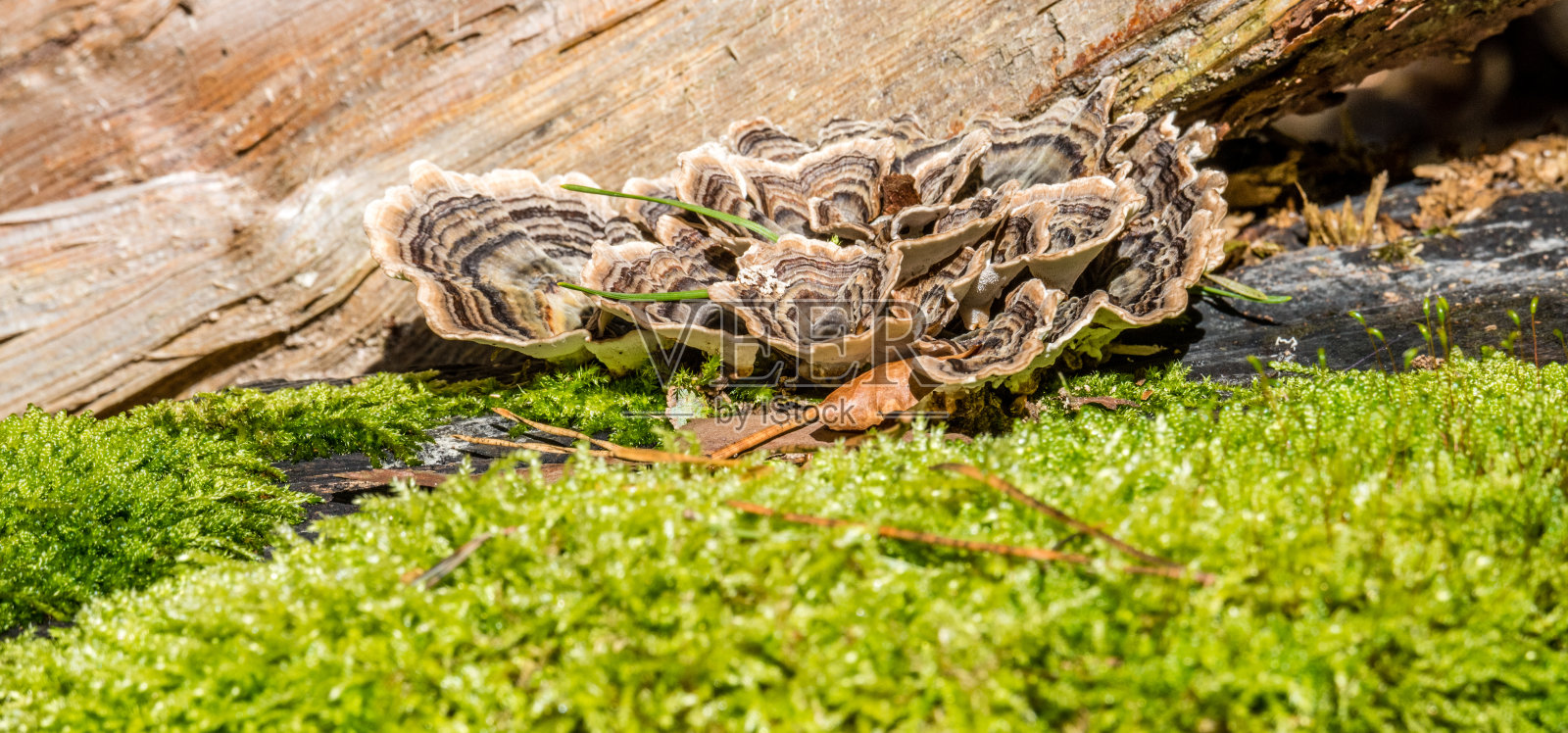 微距照片近距离拍摄美丽的蘑菇在秋天的树林照片摄影图片