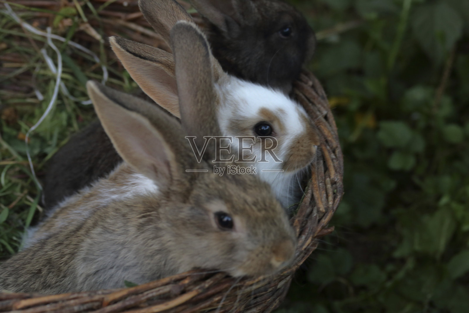 三只不同颜色的小兔子并排坐在一个柳条篮子里。照片摄影图片