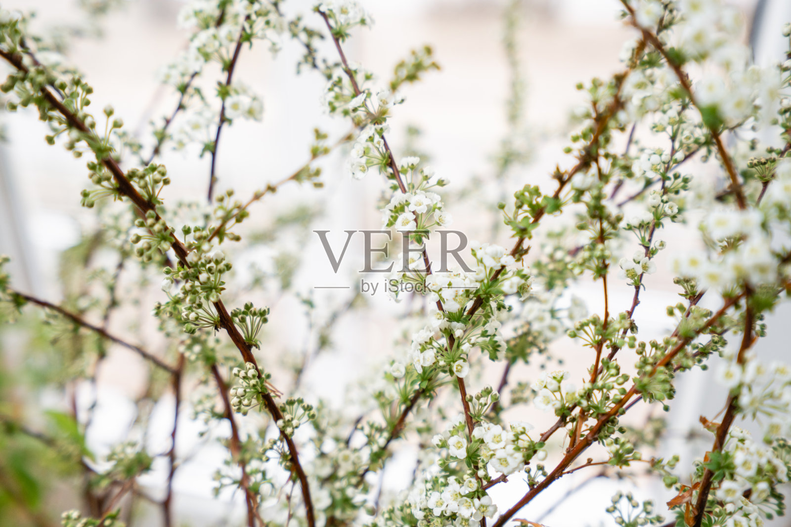 盛开的绣线菊，白雪公主。白色绣线菊花的特写与选择焦点和模糊的背景。花店，花艺概念照片摄影图片