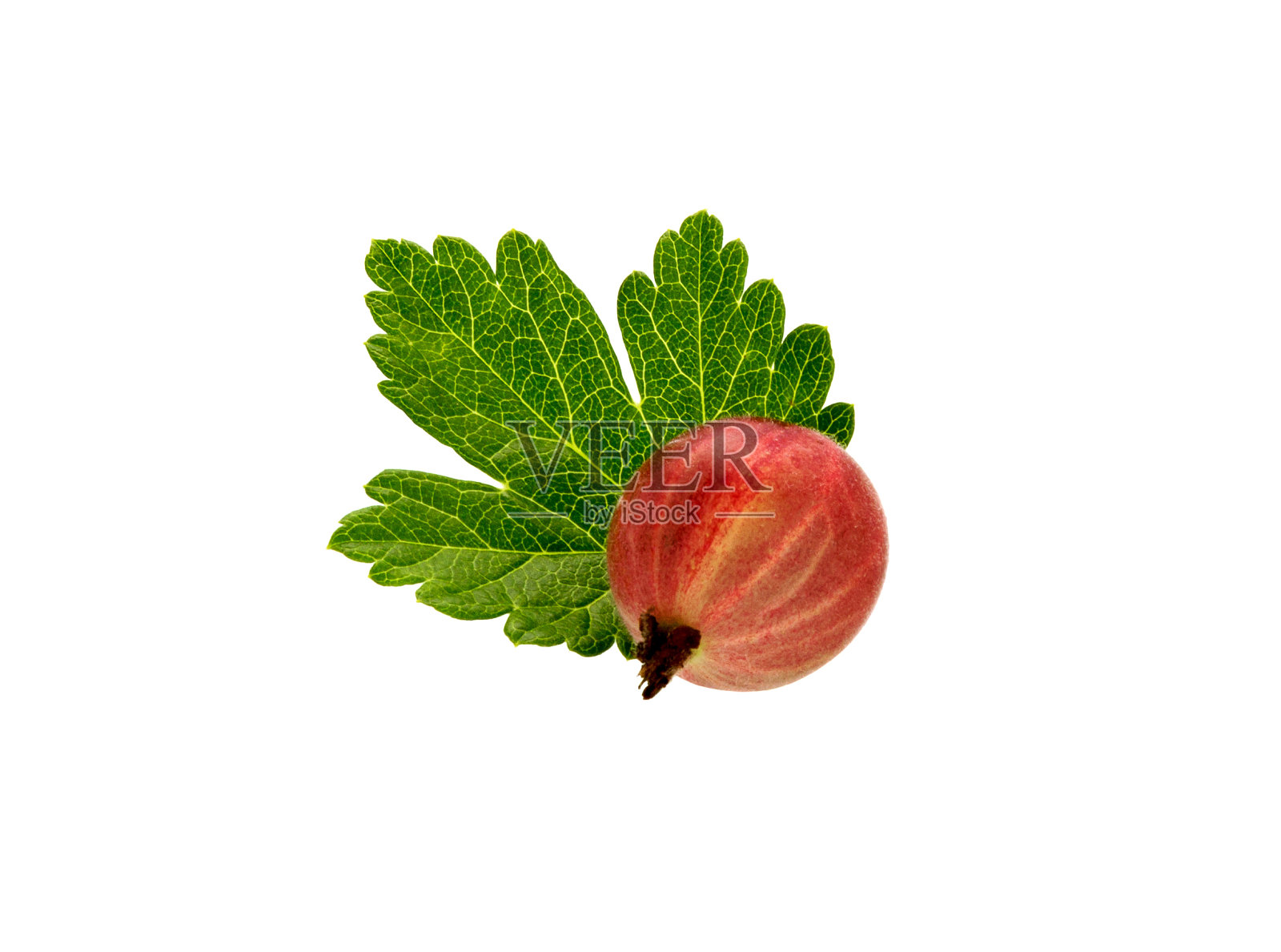 醋栗浆果与醋栗叶分离照片摄影图片