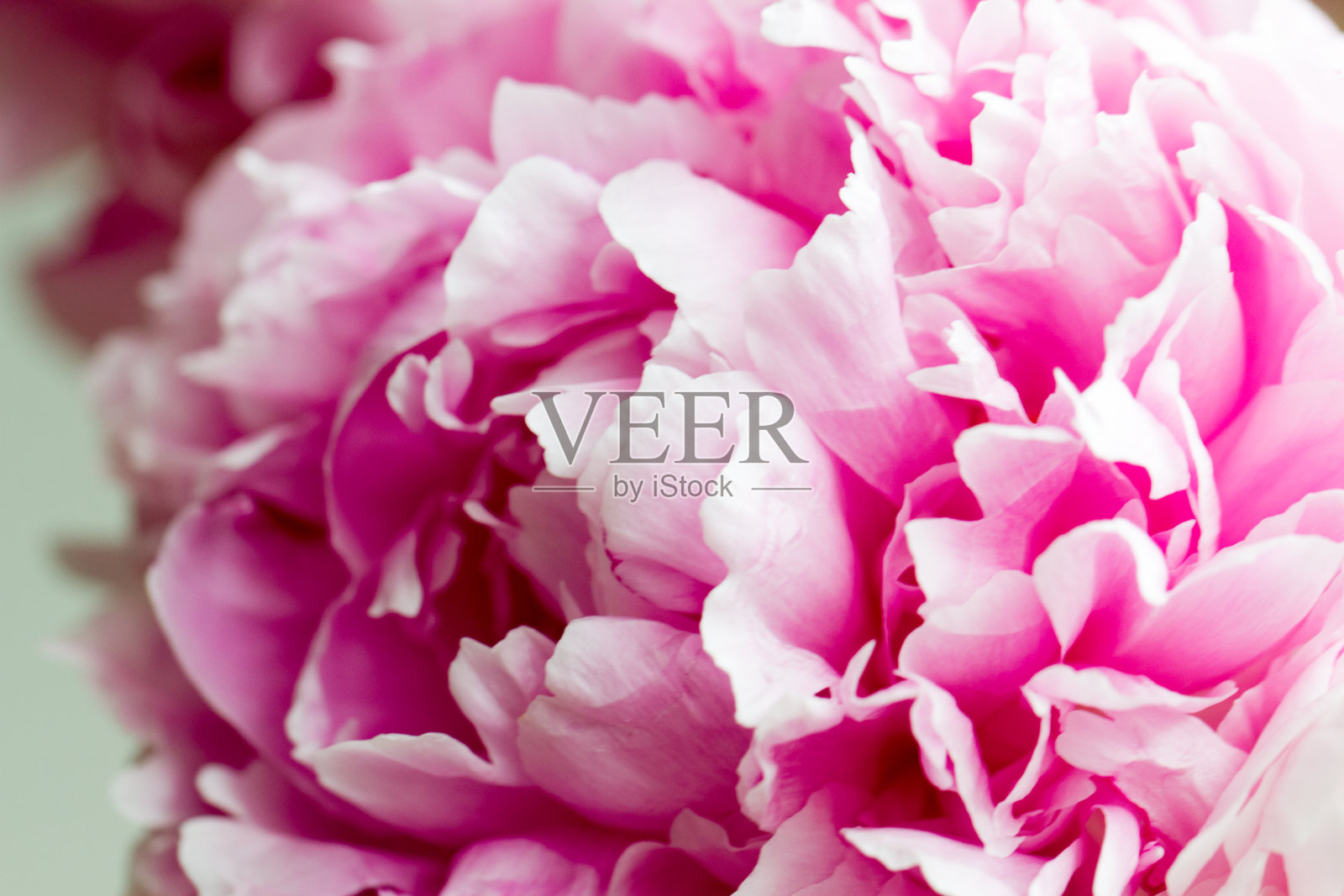 新鲜的粉红色的洛阳照片摄影图片