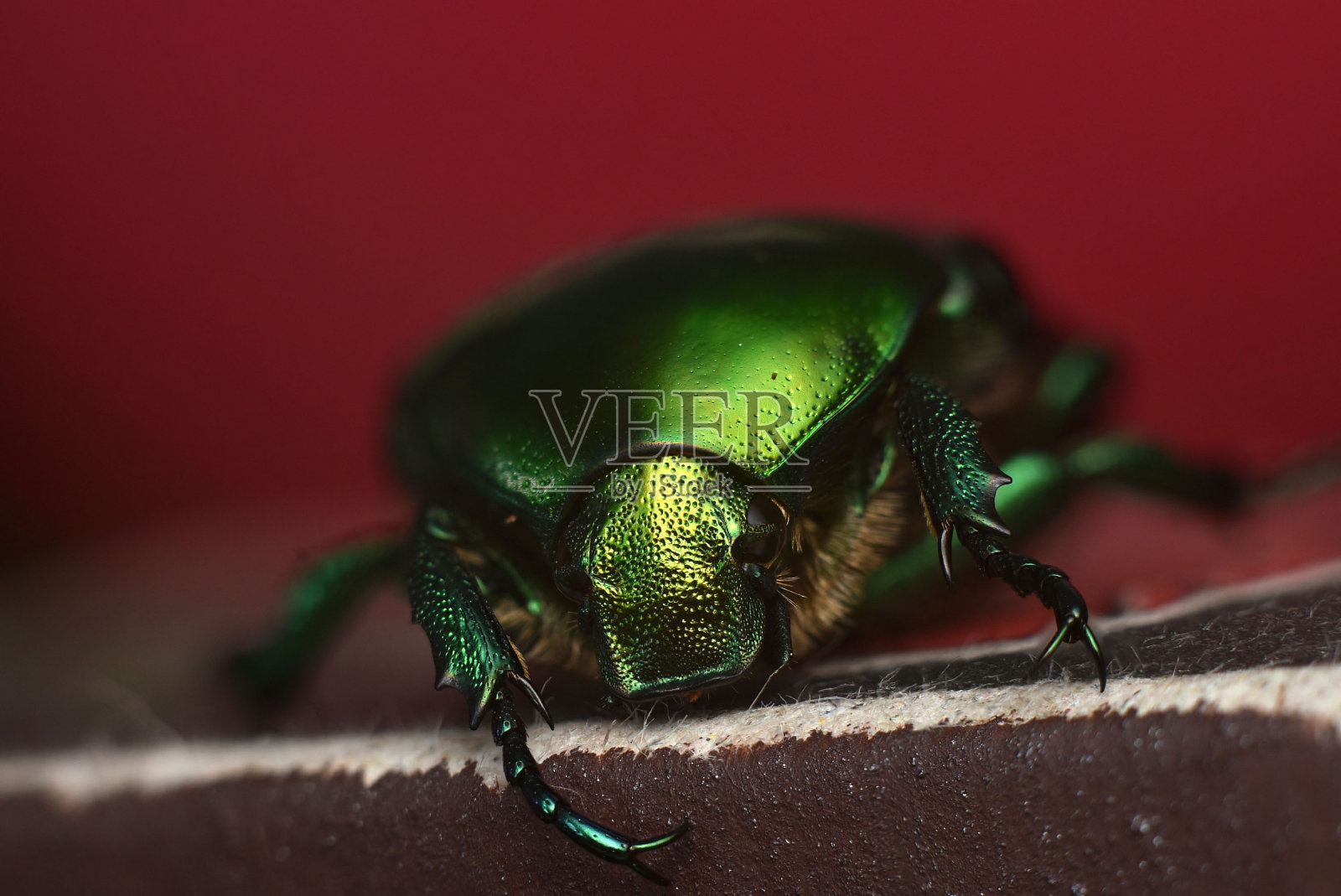 金龟子甲虫的肖像。宏观照片。照片摄影图片