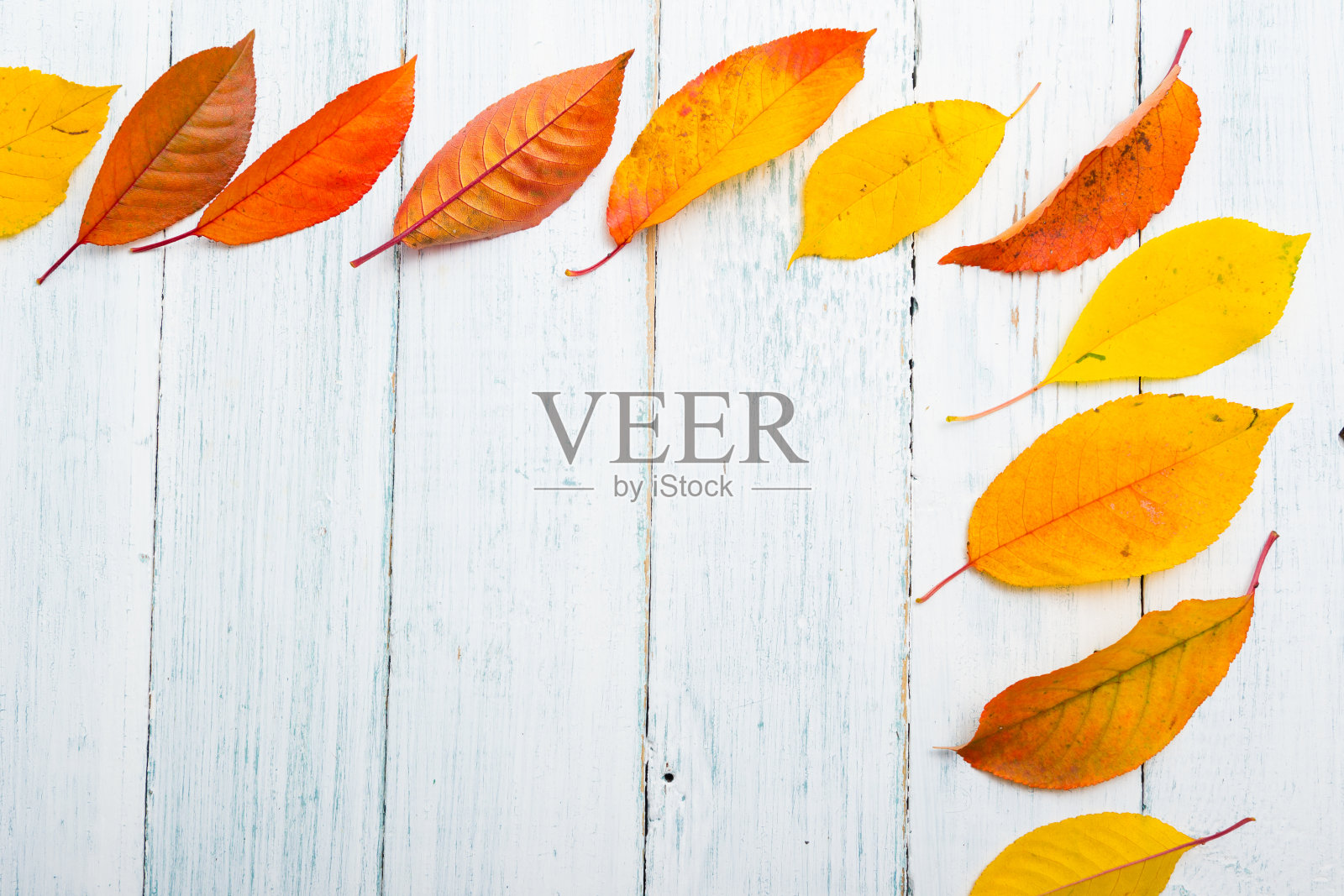 改变颜色的秋叶照片摄影图片