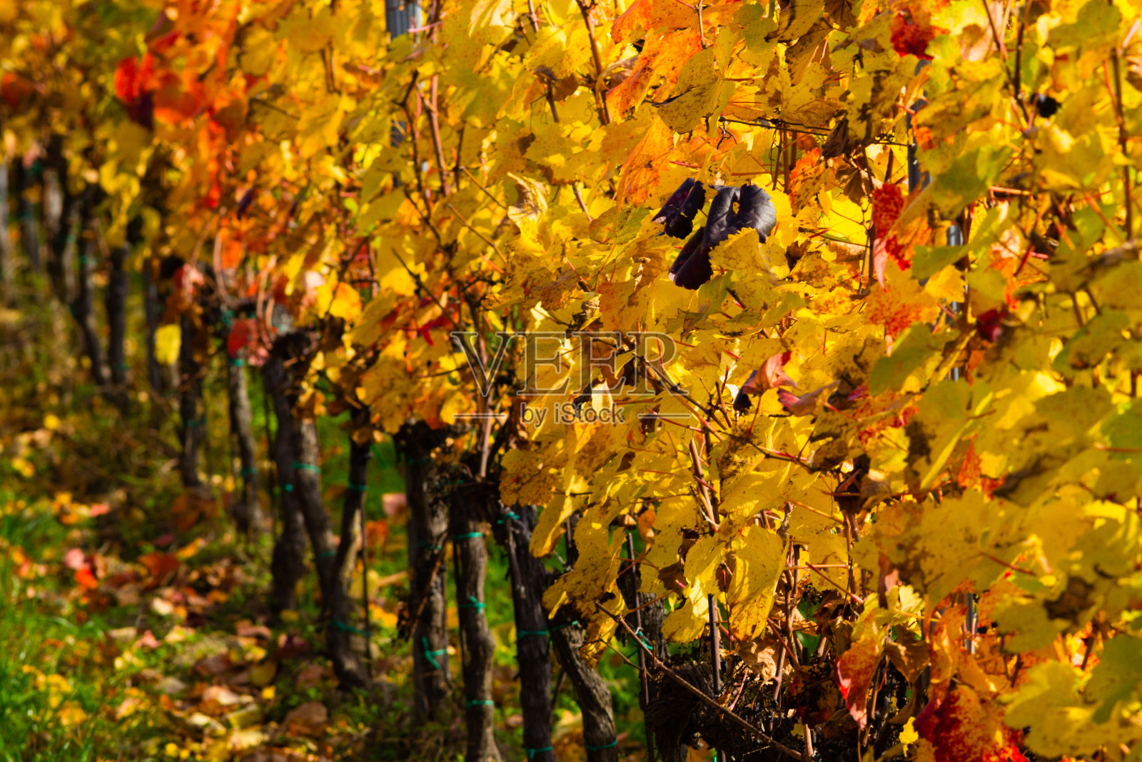 10月的葡萄园照片摄影图片