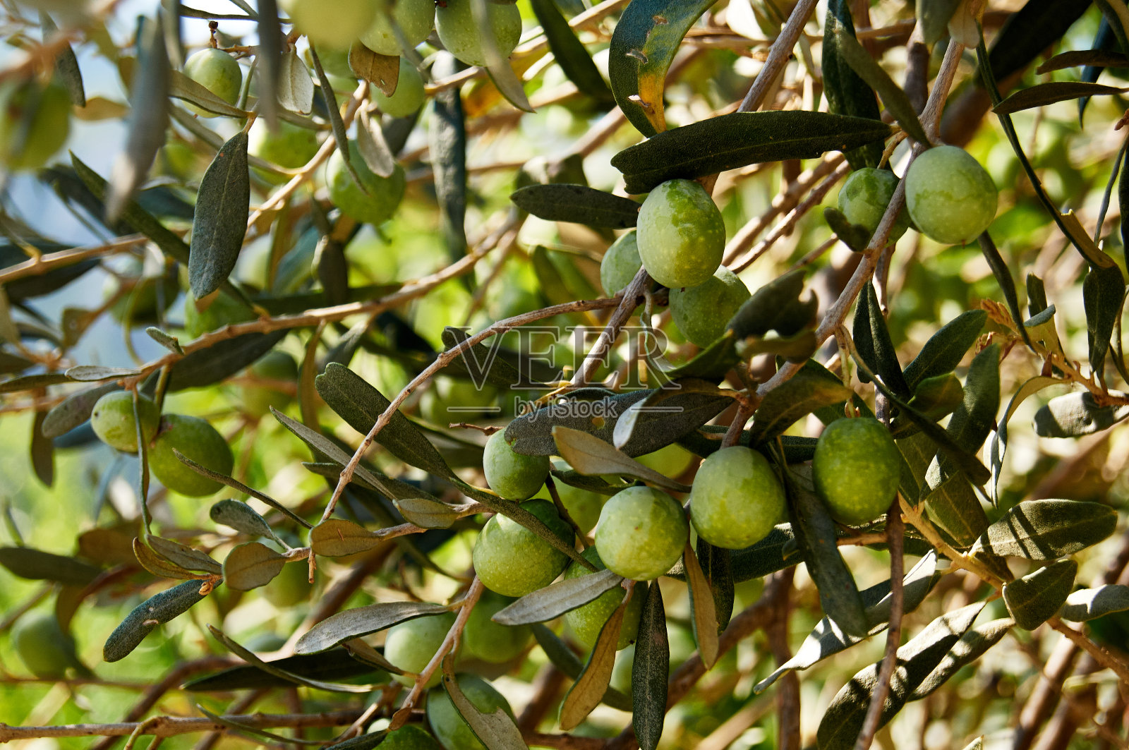 自然环境中的绿橄榄照片摄影图片