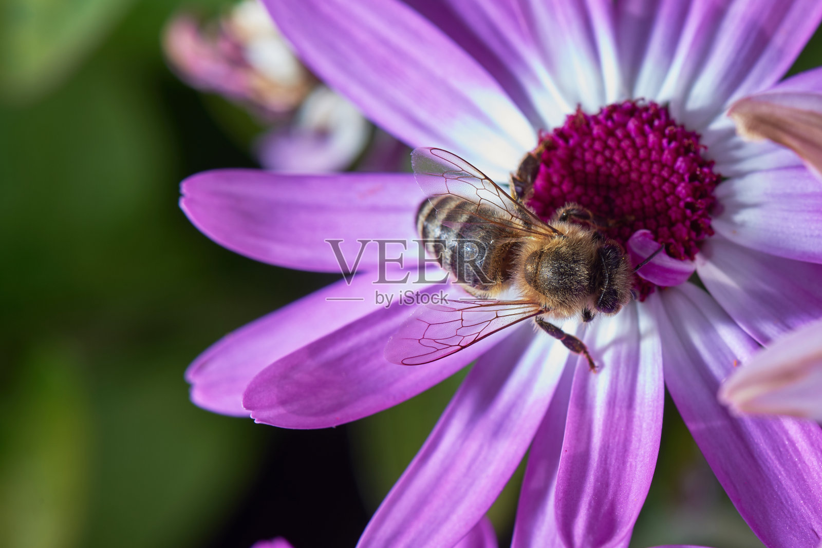一只特写的蜜蜂在吃紫罗兰花蜜，微距摄影的蜜蜂。照片摄影图片