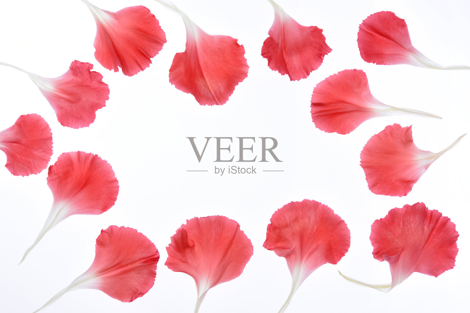 康乃馨花瓣框架照片摄影图片